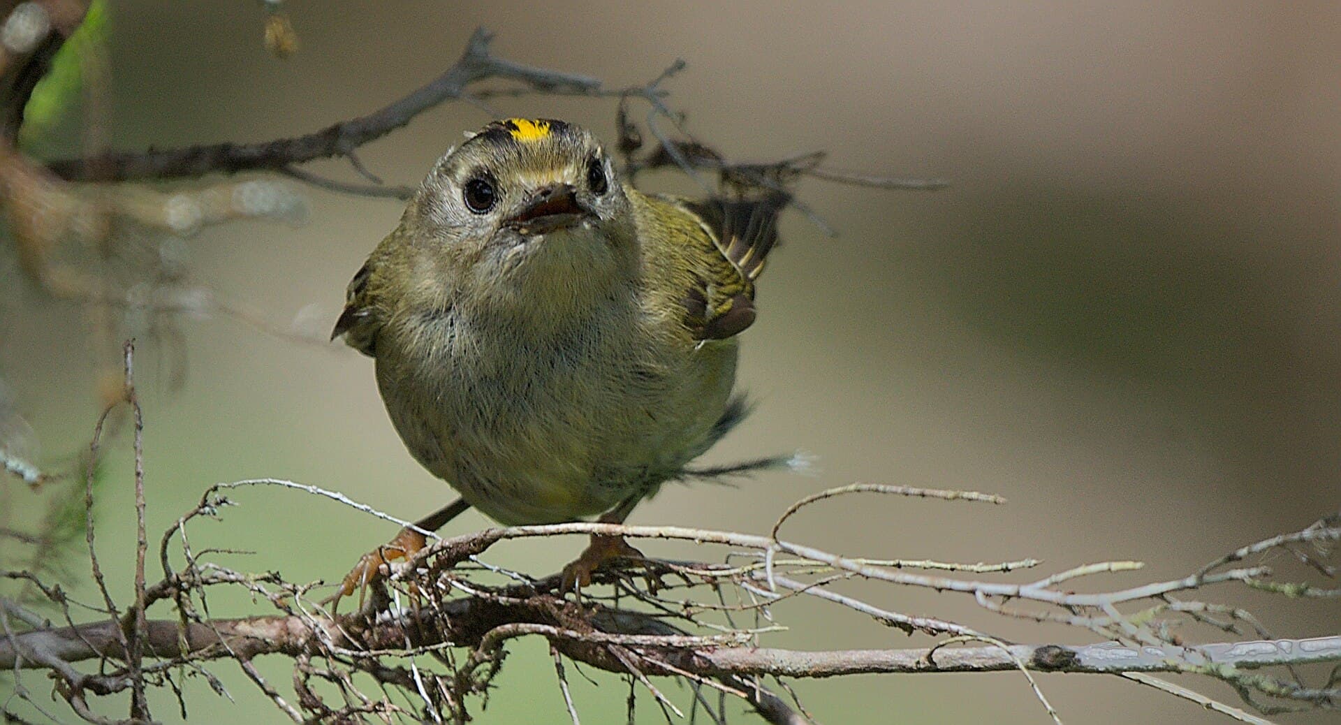 Goudhaan (Regulus regulus) - Ferfolha