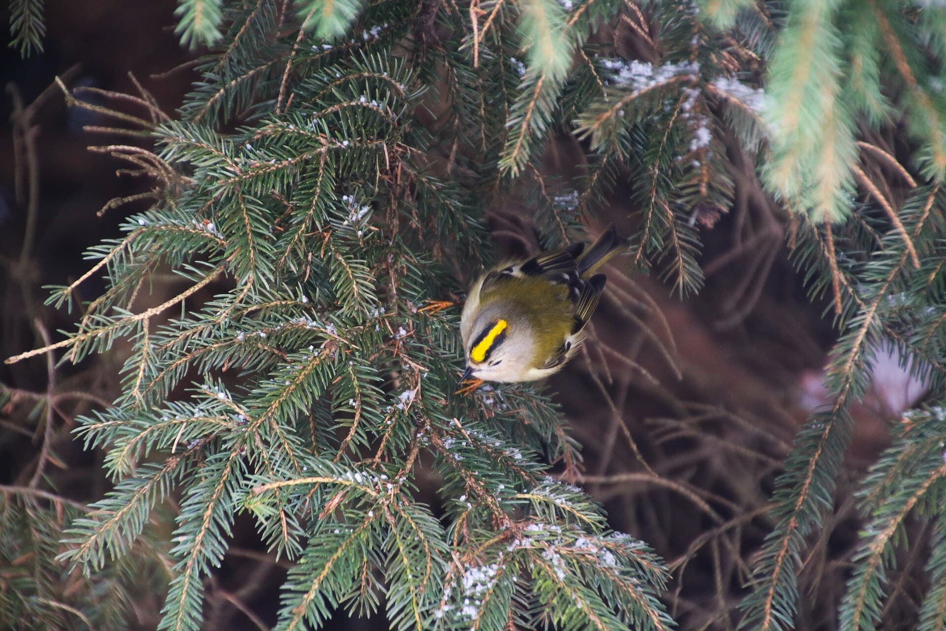 Goudhaan (Regulus regulus) - Goldcrest sitting in a Norway Spruce, Germany