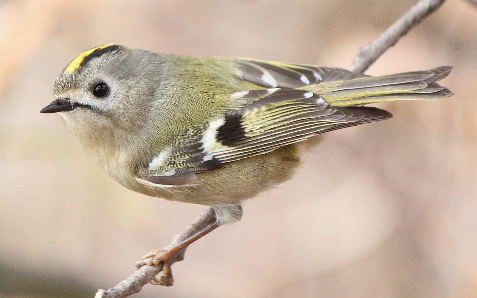Goudhaan (Regulus regulus) - Regulus regulus japonensis