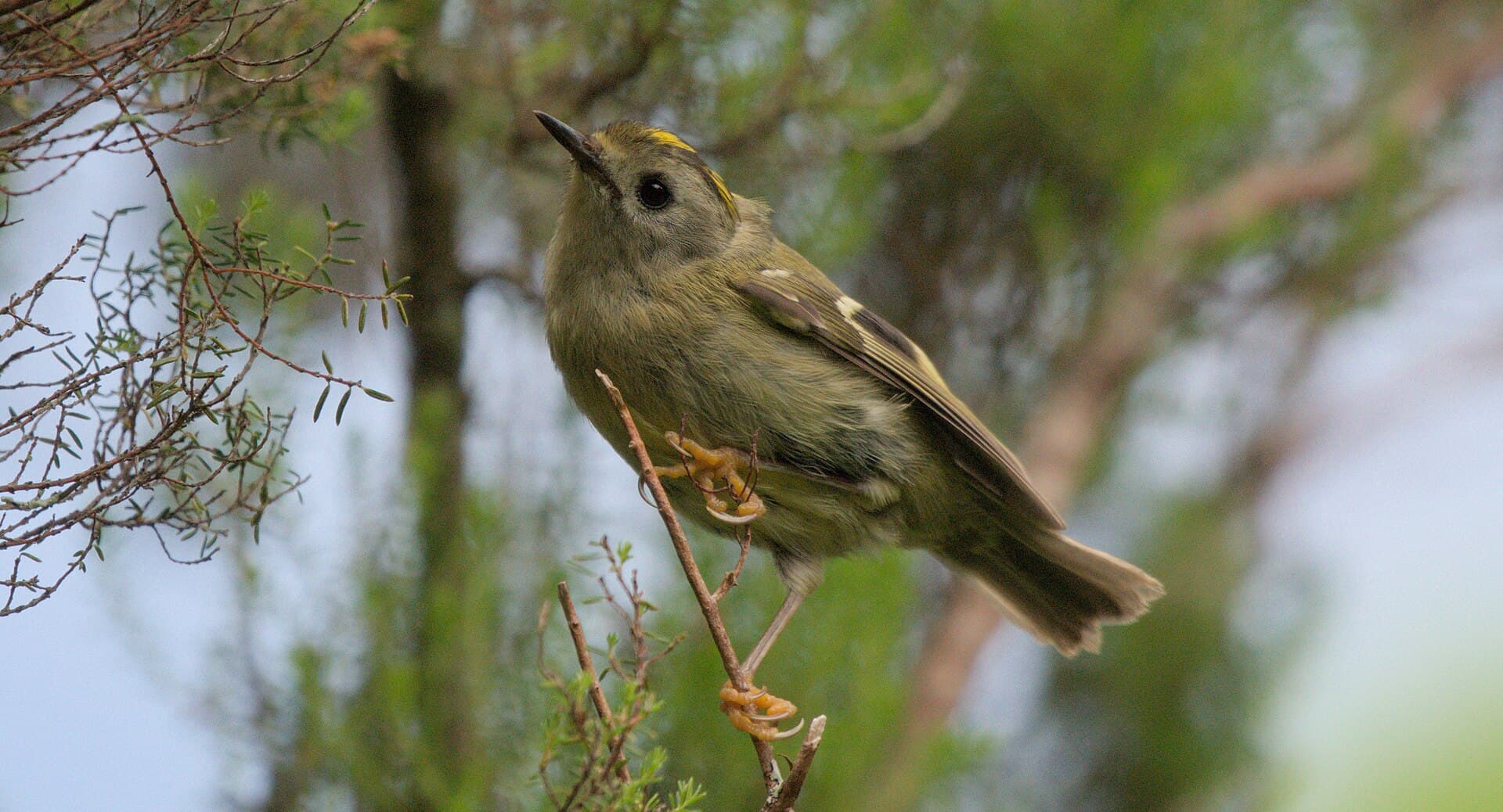 Goudhaan (Regulus regulus) - Ferfolha2