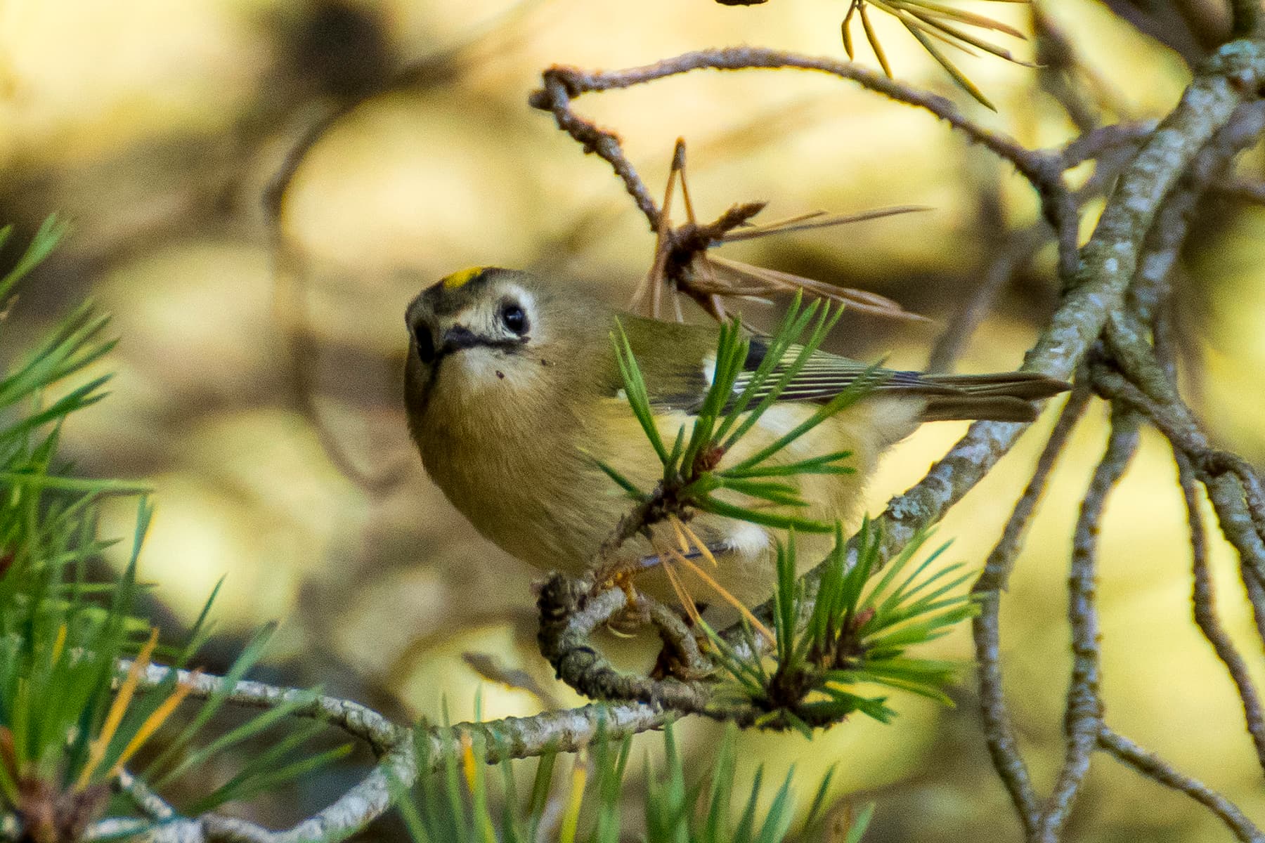 Goudhaan (Regulus regulus) - Estreliña do norte