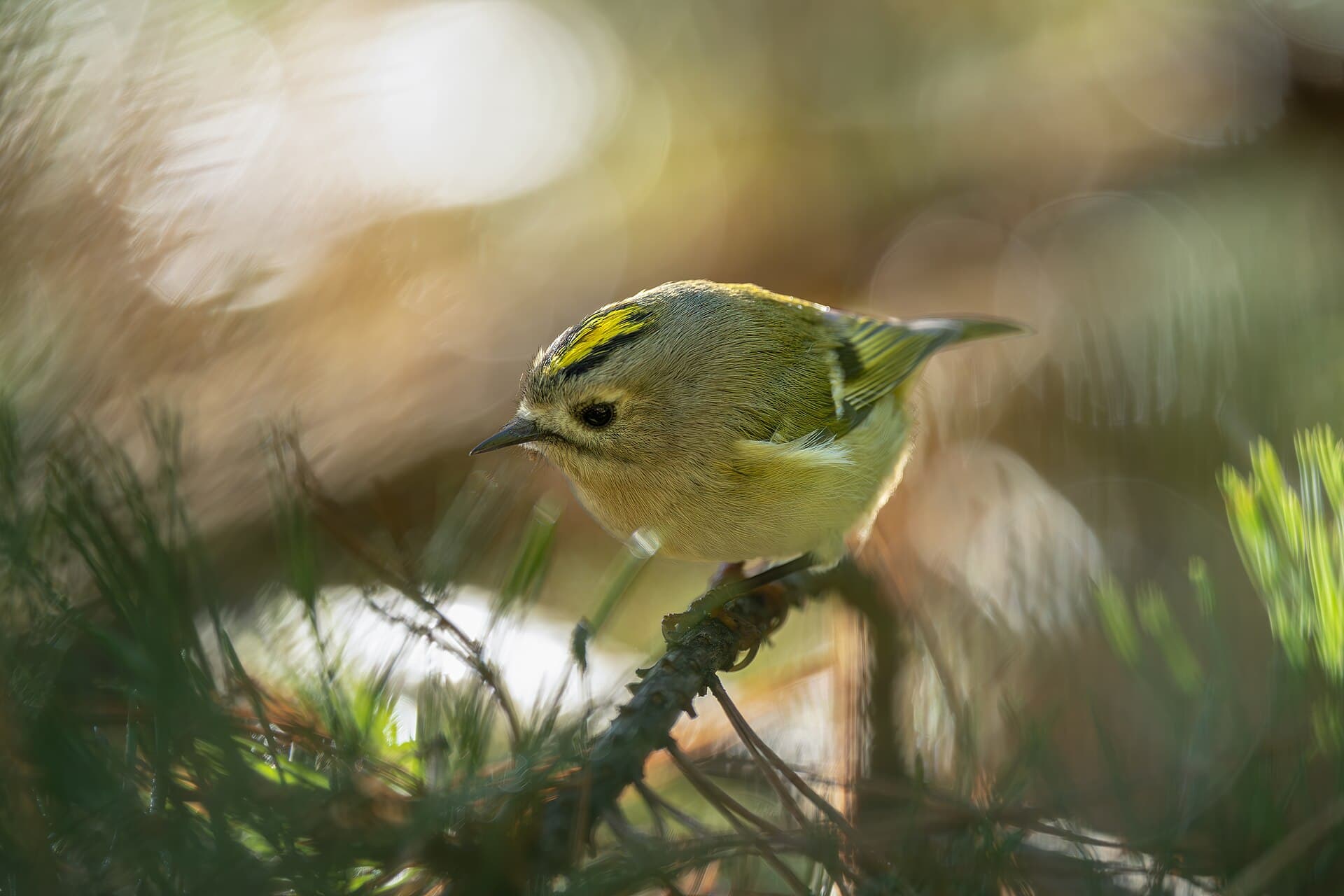 Goudhaan (Regulus regulus) - Kungsfågel i höstsken