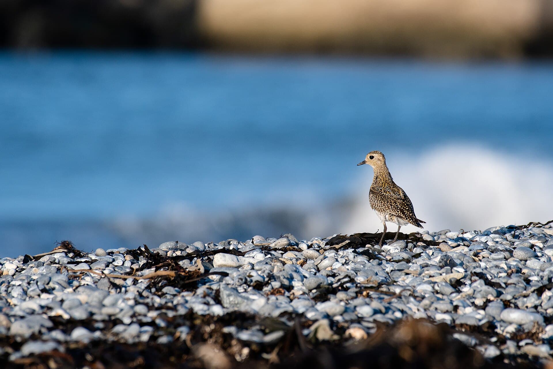 Goudplevier (Pluvialis apricaria) - European golden plover (Pluvialis apricaria) 2021