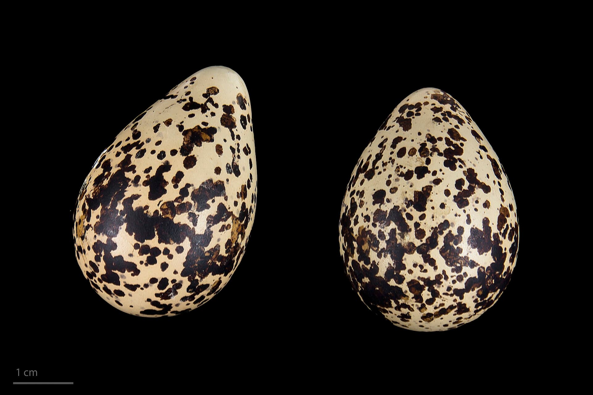 Goudplevier (Pluvialis apricaria) - Pluvialis apricaria altifrons MHNT.ZOO.2010.11.108.11