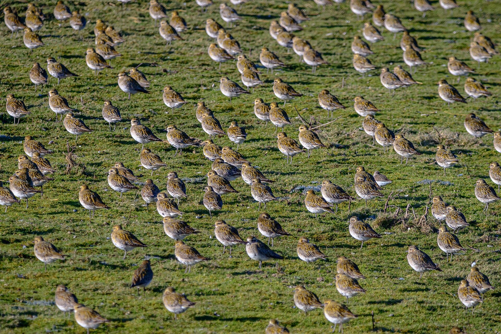 Goudplevier (Pluvialis apricaria) - Goldregenpfeifer auf Norderney 02