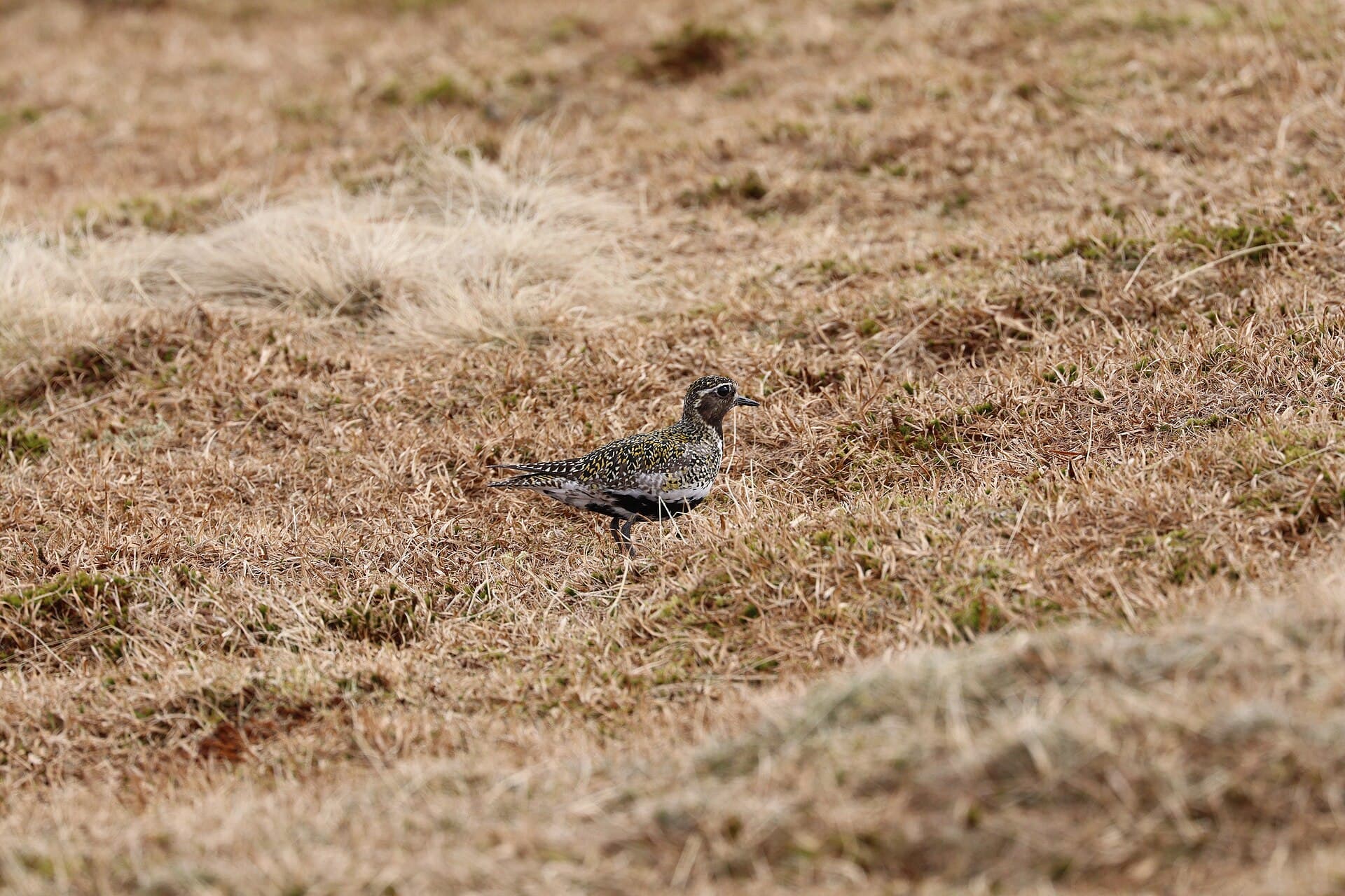 Goudplevier (Pluvialis apricaria) - European Golden-Plover, Cairngorms, Scotland