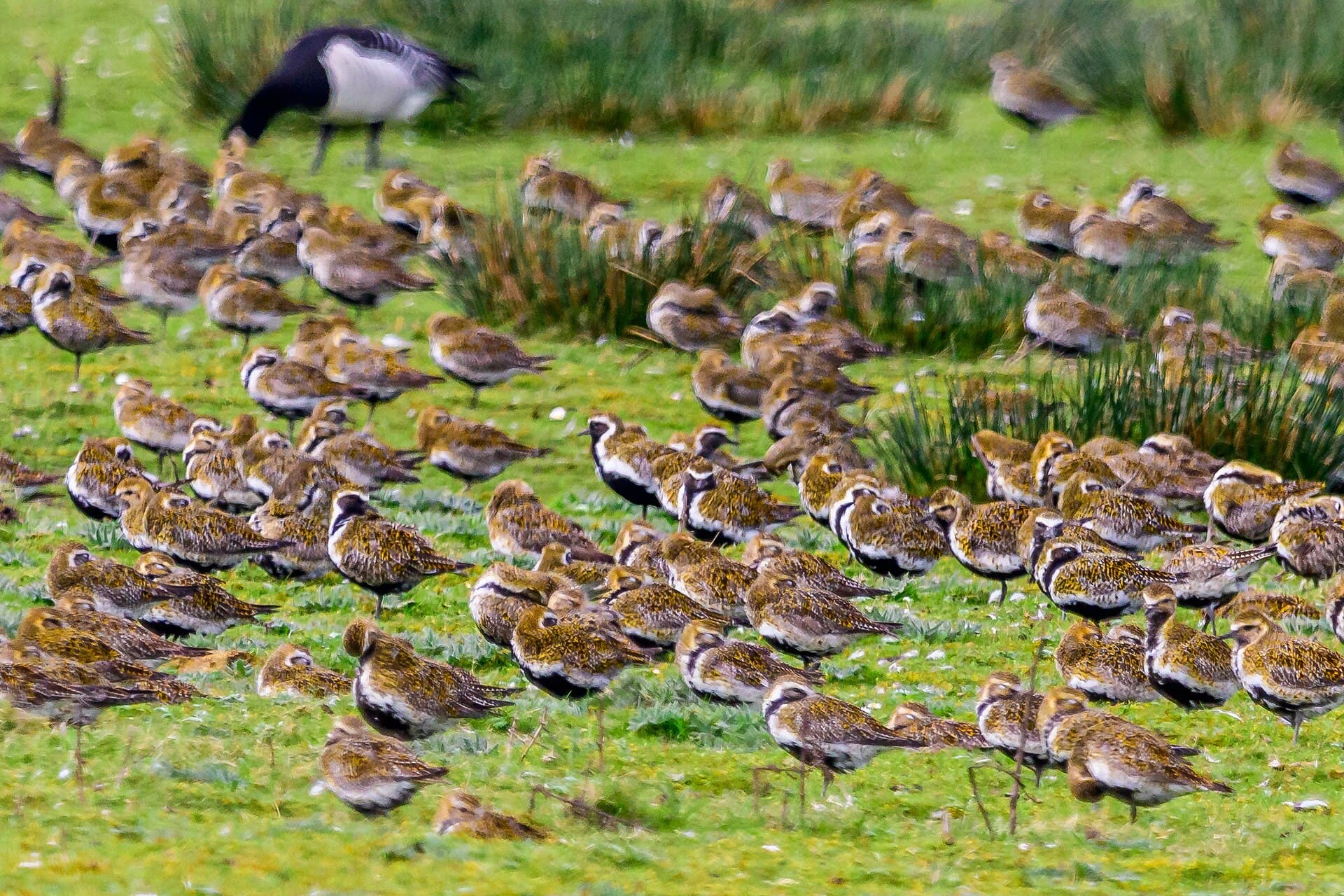 Goudplevier (Pluvialis apricaria) - Goldregenpfeifer auf Norderney 01