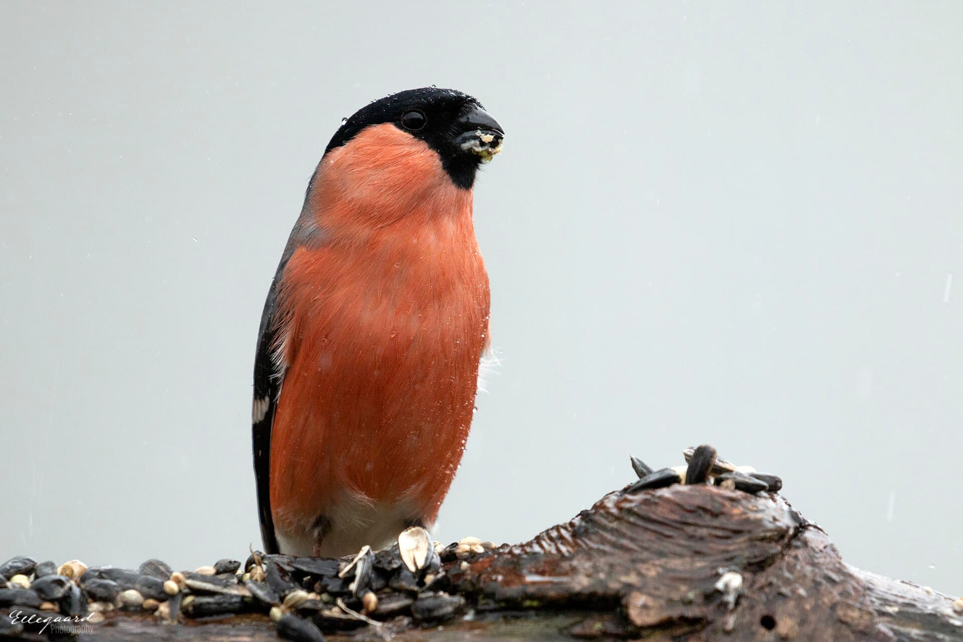 Goudvink (Pyrrhula pyrrhula) - Pyrrhula pyrrhula 126736316