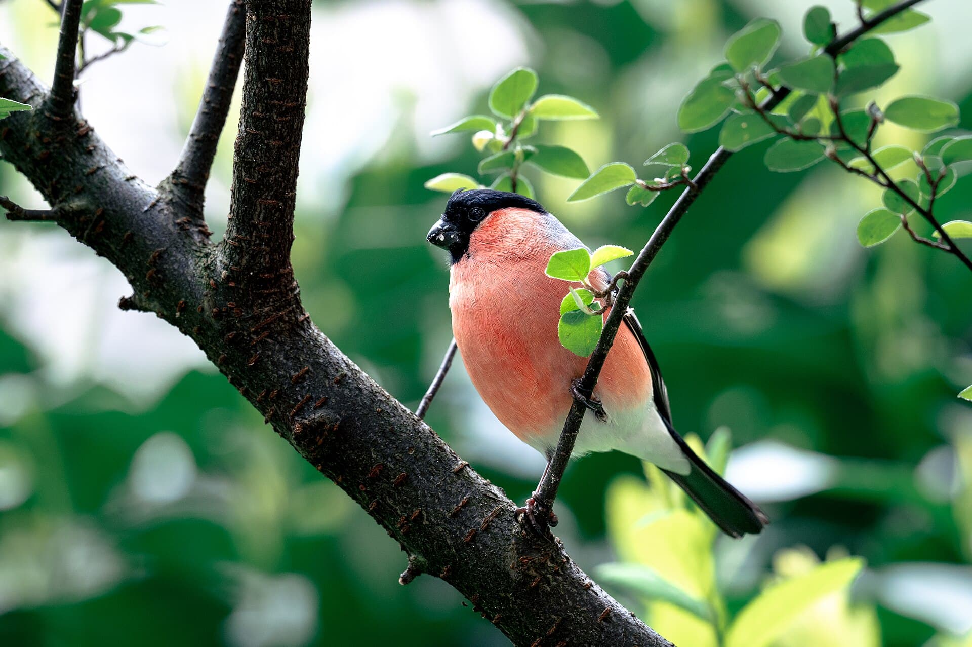 Goudvink (Pyrrhula pyrrhula) - Eurasian bullfinch on a twig