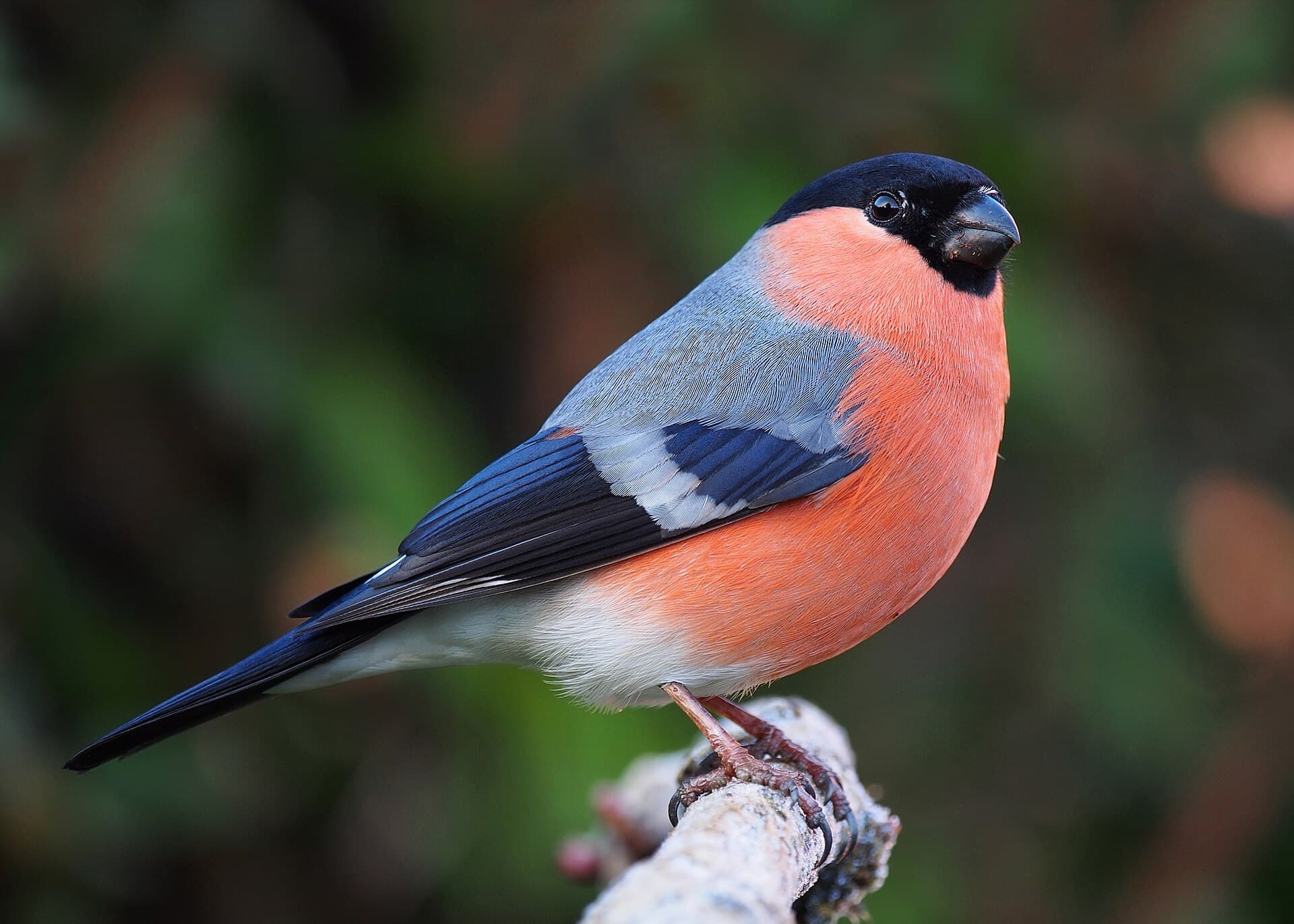 Goudvink (Pyrrhula pyrrhula) - Bullfinch male