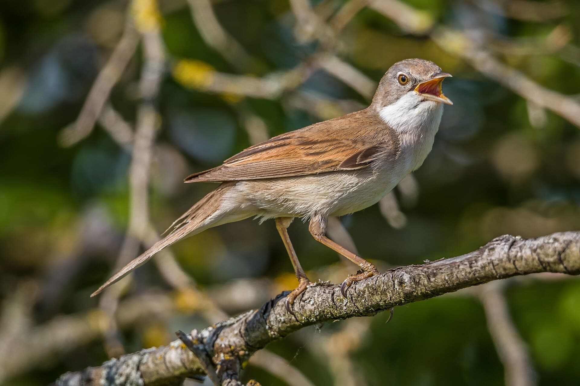 Grasmus (Sylvia communis) - Dorngrasmücke im Geo-Naturpark Bergstraße-Odenwald