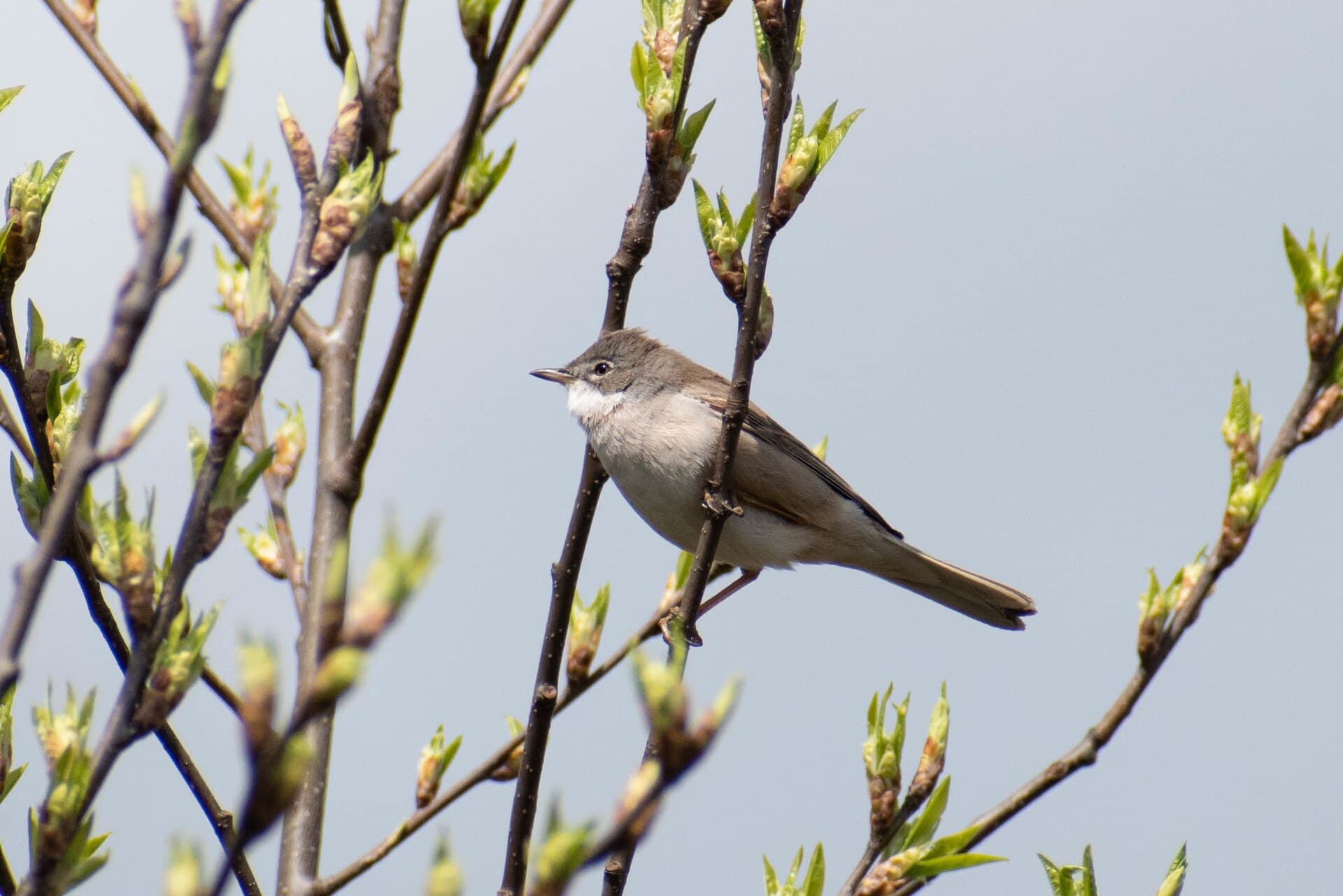 Grasmus (Sylvia communis) - Sylvia communis 128455413