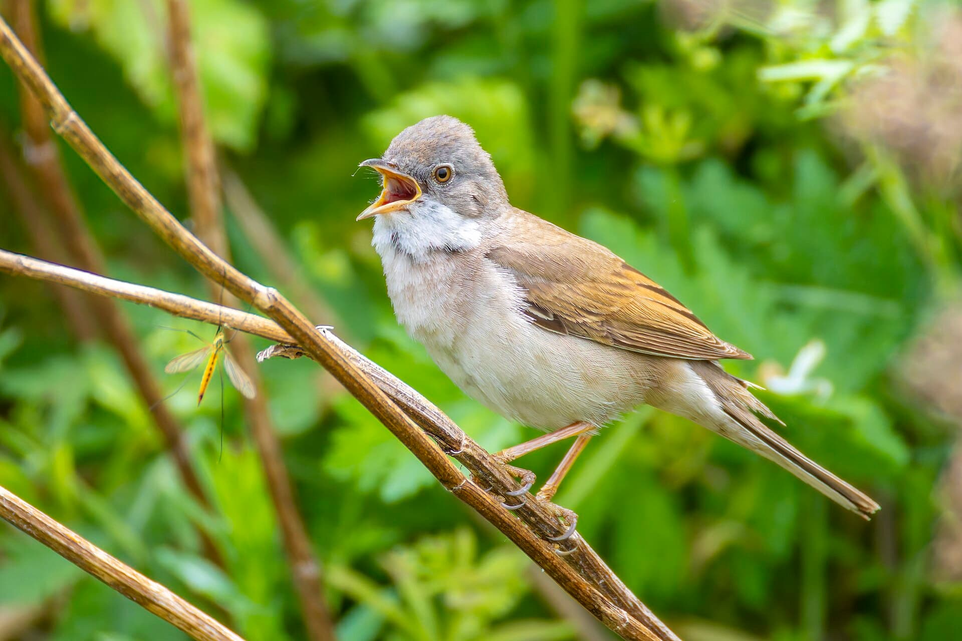 Grasmus (Sylvia communis) - Common Whitethroat 2025 05 24 01