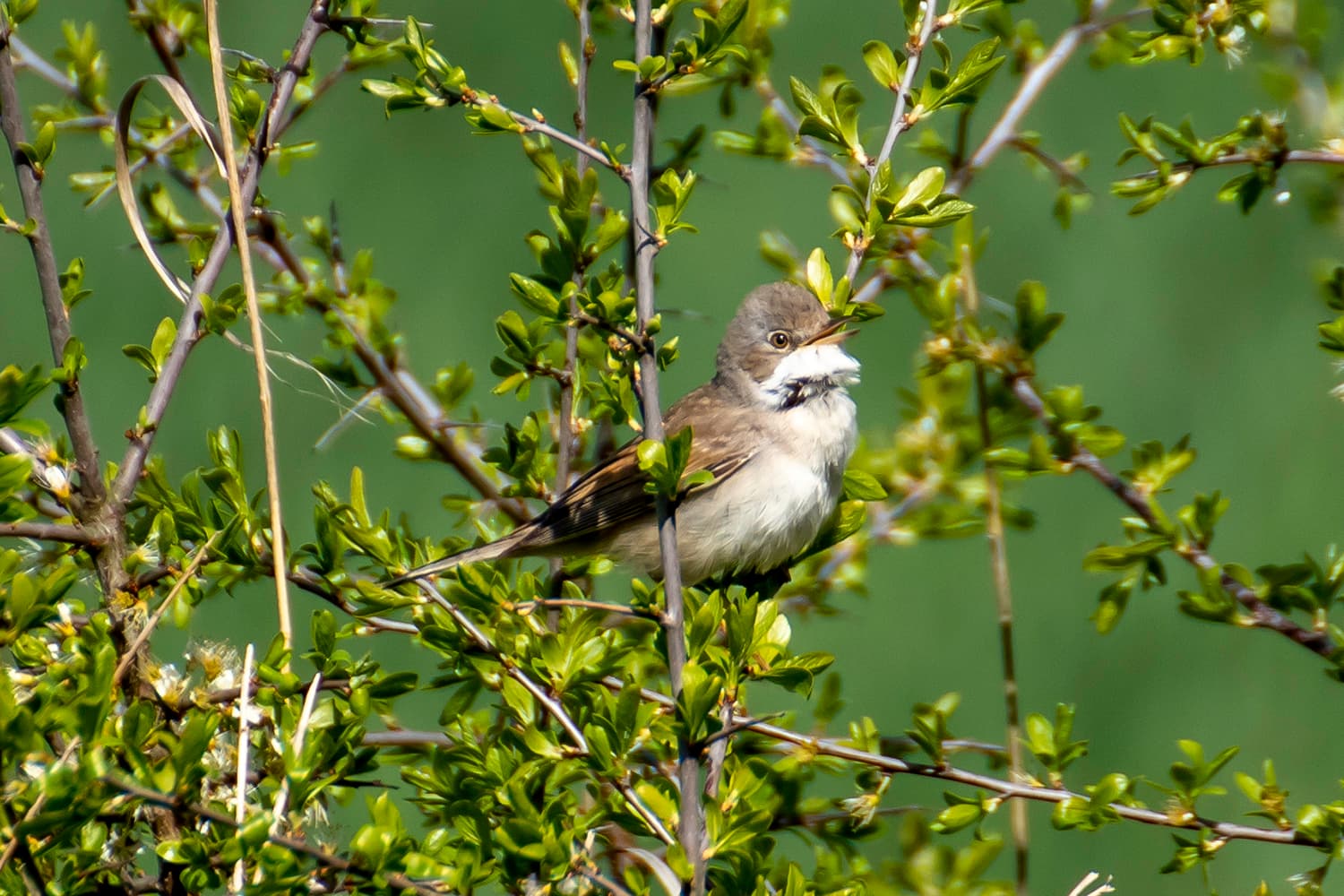 Grasmus (Sylvia communis) - Papuxa común