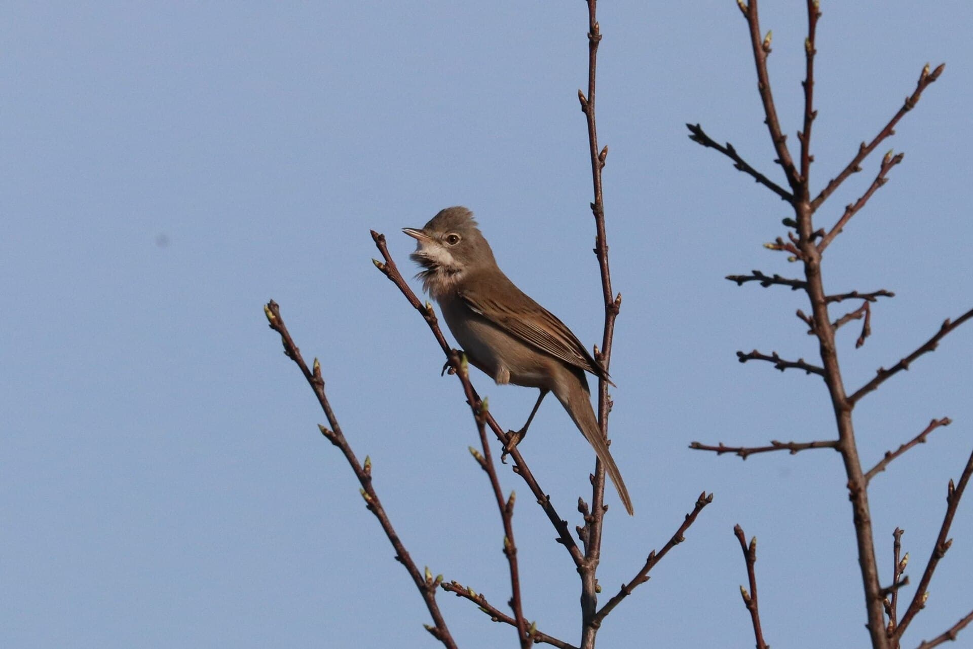 Grasmus (Sylvia communis) - Sylvia communis 128238041