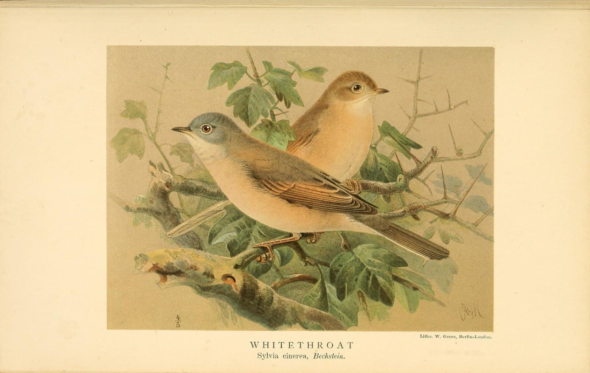 Grasmus (Sylvia communis) - Coloured figures of the birds of the British Islands - issued by Lord Lilford (10036361753)