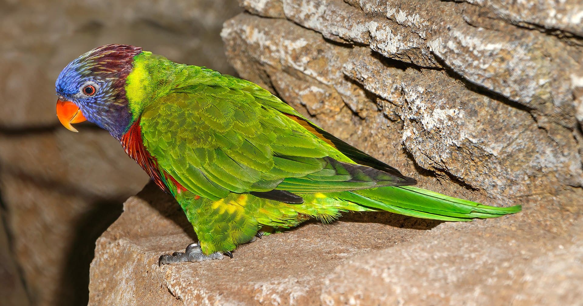 Grasparkiet (Melopsittacus undulatus) - Trichoglossus haematodus deplanchii - Karlsruhe Zoo 01