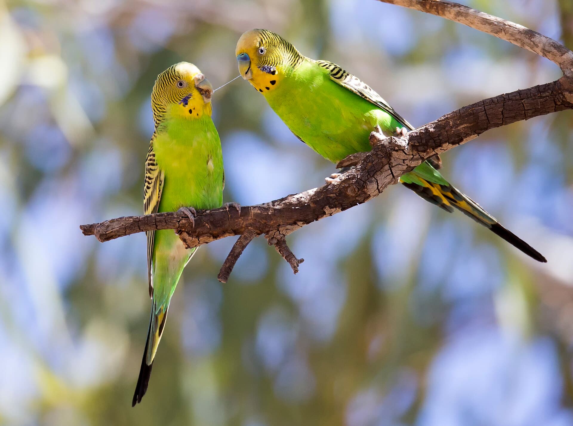 Grasparkiet (Melopsittacus undulatus) - Budgerigar 1 (20123571788)