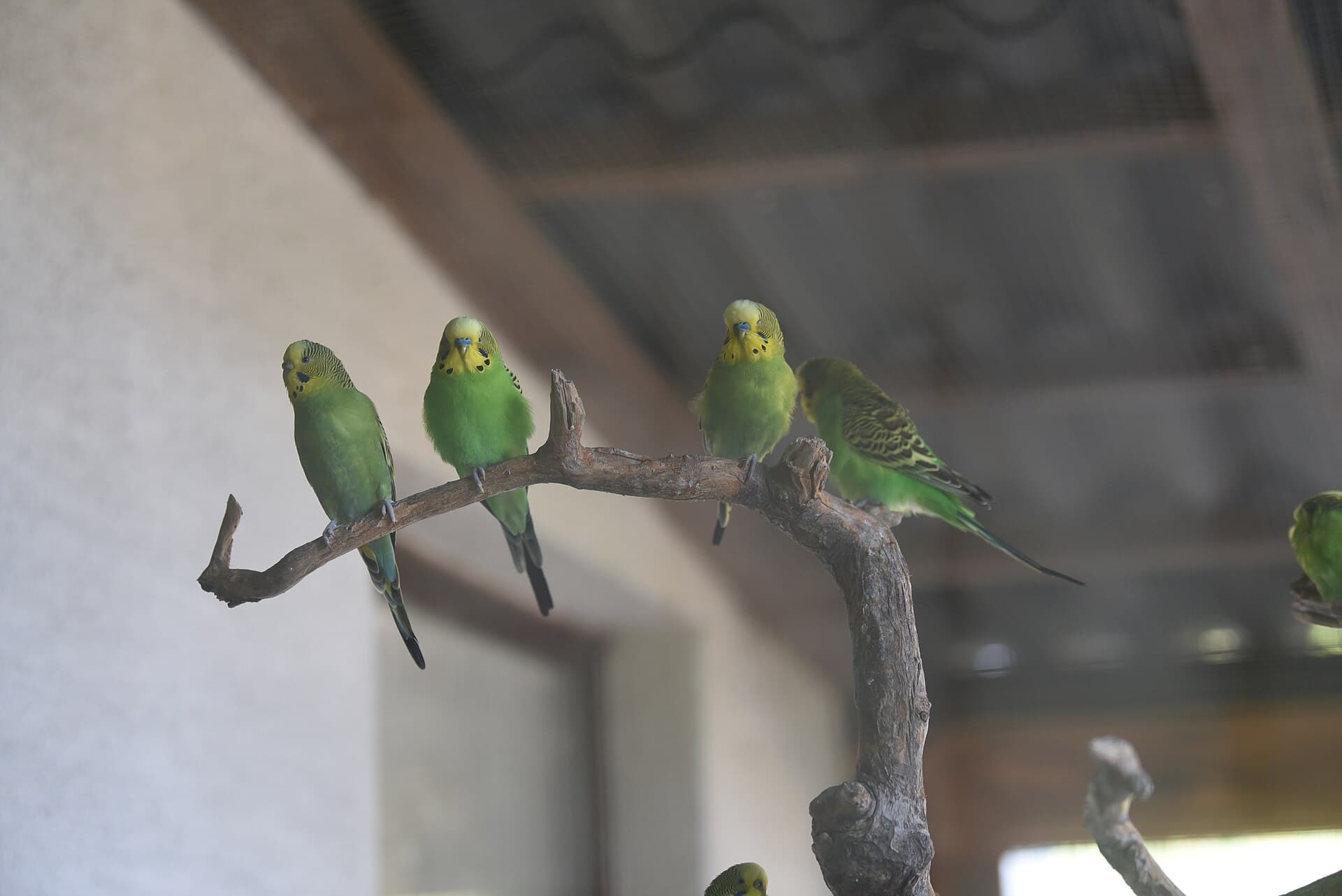 Grasparkiet (Melopsittacus undulatus) - Wildpark Schwarzach Wellensittich 1