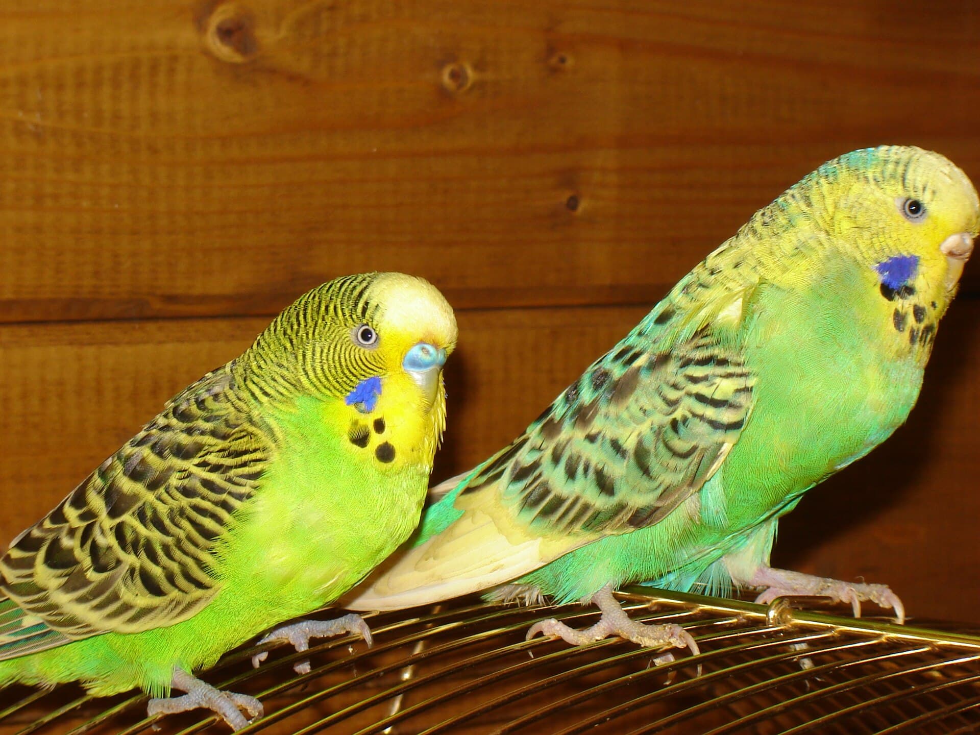 Grasparkiet (Melopsittacus undulatus) - Melopsittacus undulatus 2