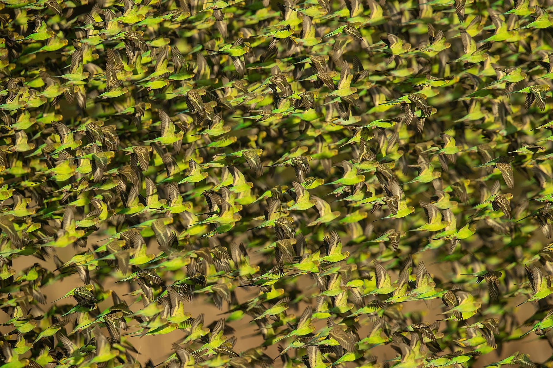 Grasparkiet (Melopsittacus undulatus) - Budgerigar- Mount Hope