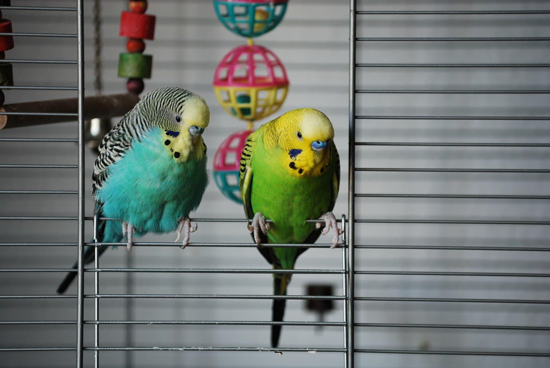 Grasparkiet (Melopsittacus undulatus) - Pet Budgerigars