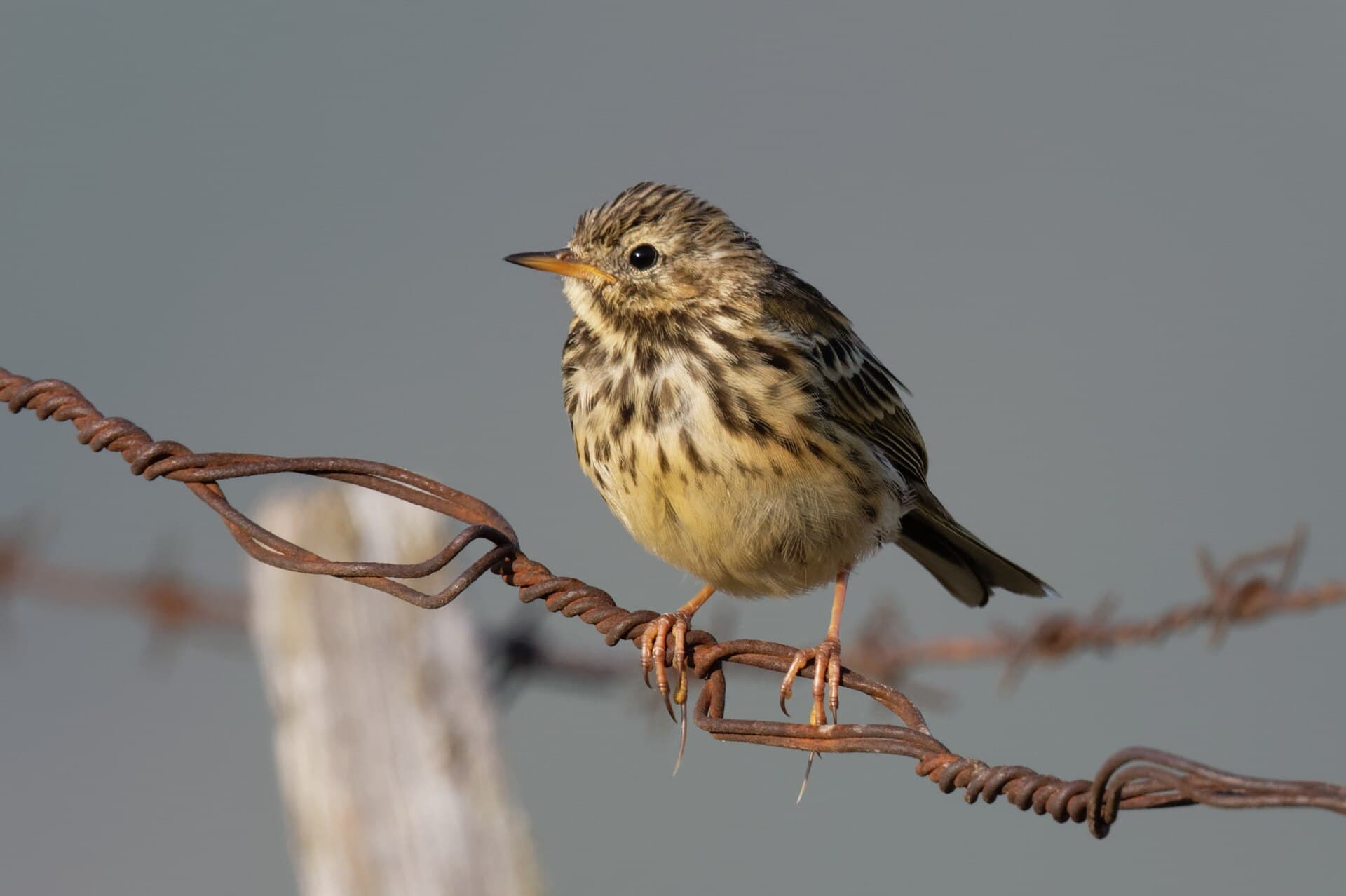 Graspieper (Anthus pratensis) - Anthus pratensis Puy Gros 20190805 t192746