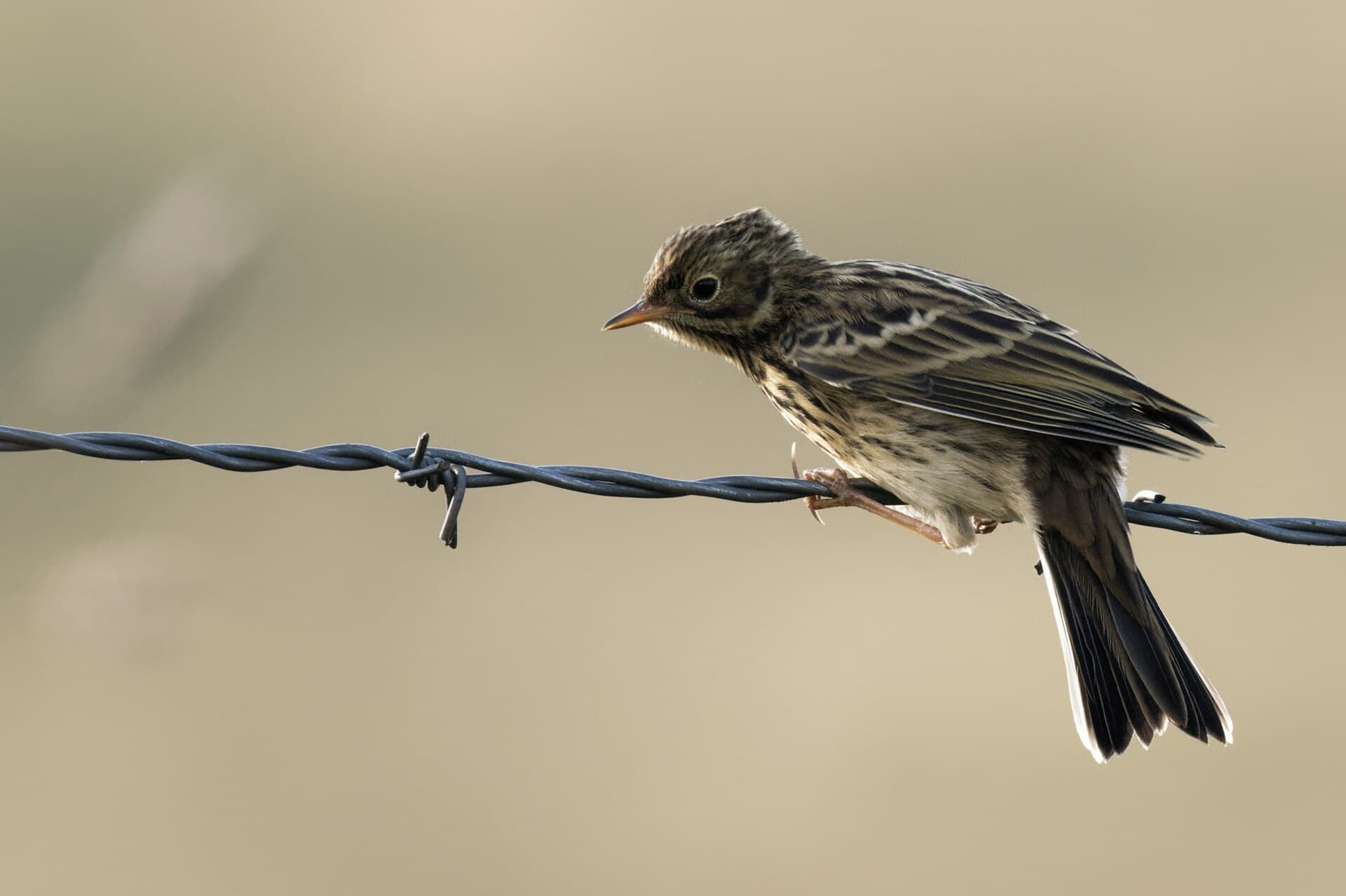 Graspieper (Anthus pratensis) - Anthus pratensis Puy Gros 20190805 t193133