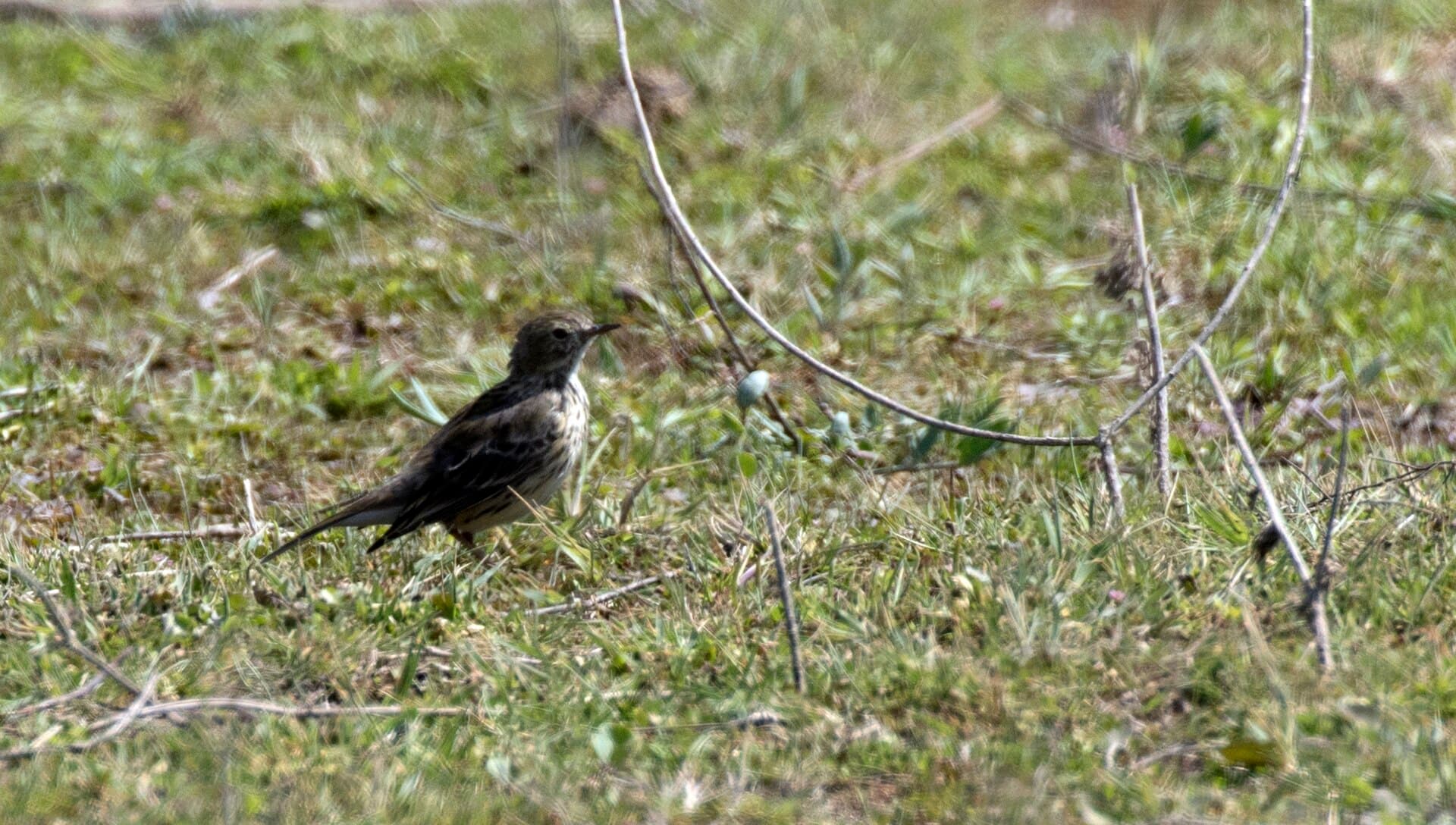 Graspieper (Anthus pratensis) - Anthus pratensis - Meadow Pipit 2021-03-27 01