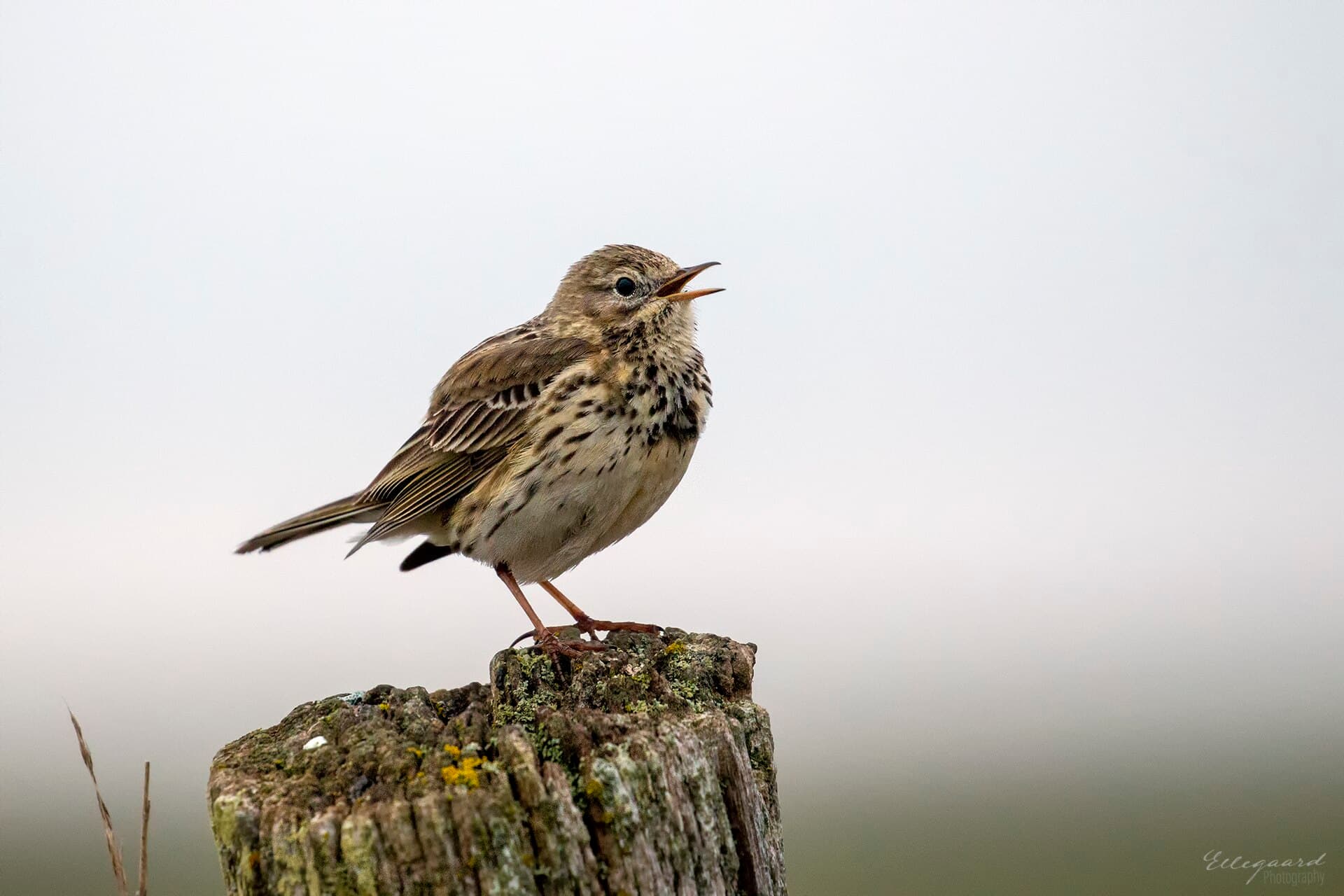 Graspieper (Anthus pratensis) - Anthus pratensis 131310035