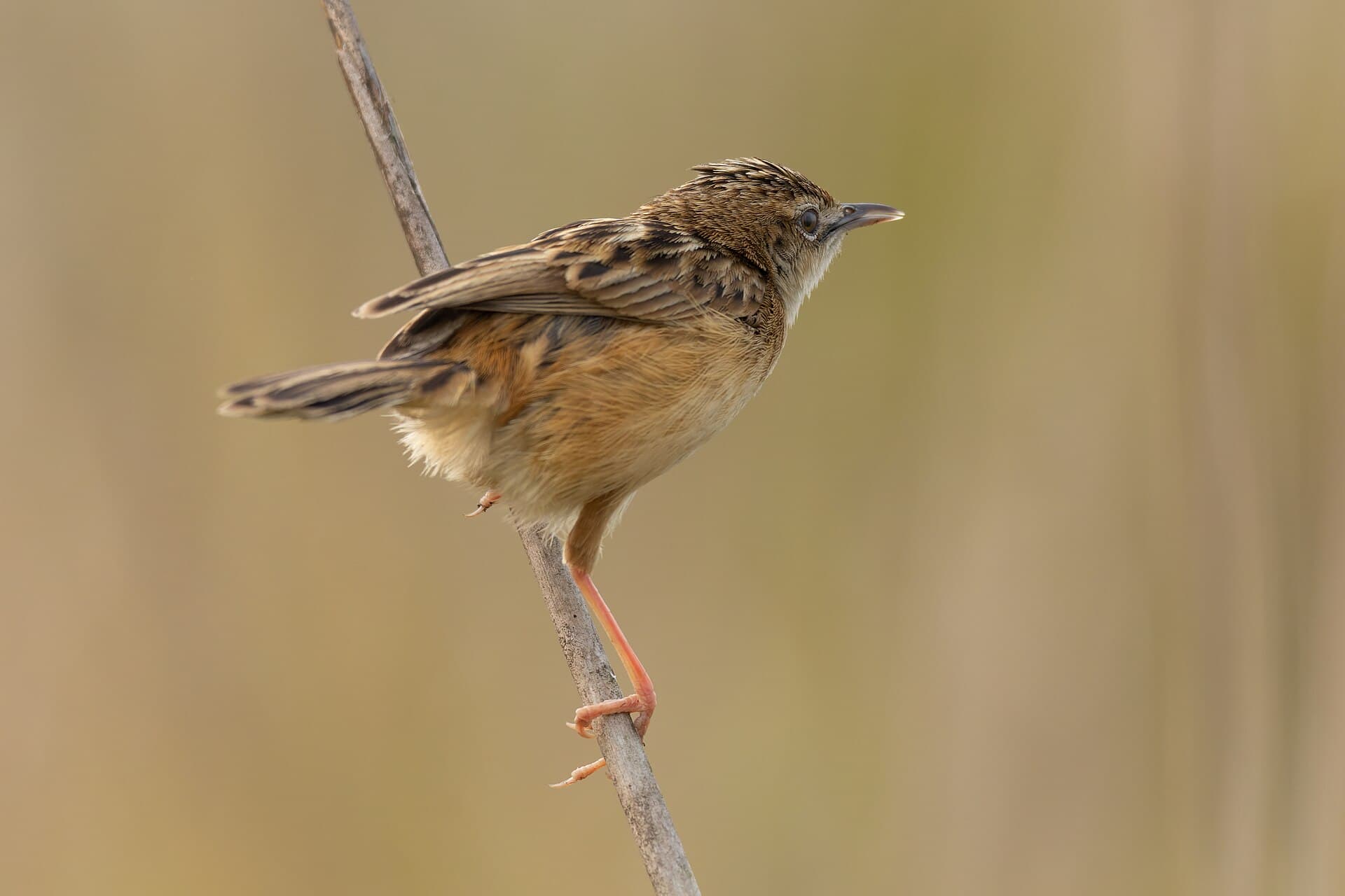 Graszanger (Cisticola juncidis) - Zitting Cisticola by Tisha Mukherjee 12