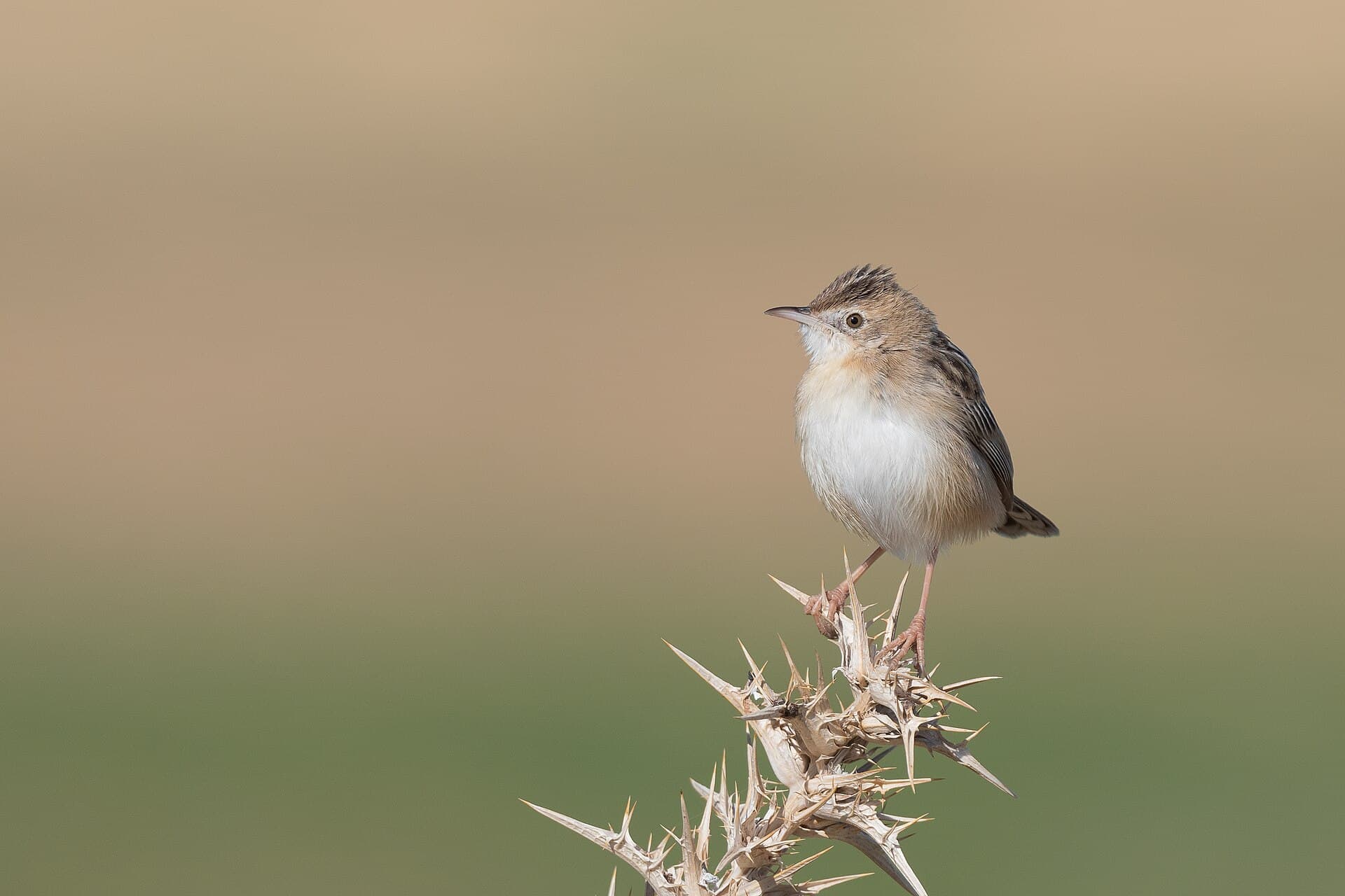 Graszanger (Cisticola juncidis) - Cisticole des joncs El Fahs