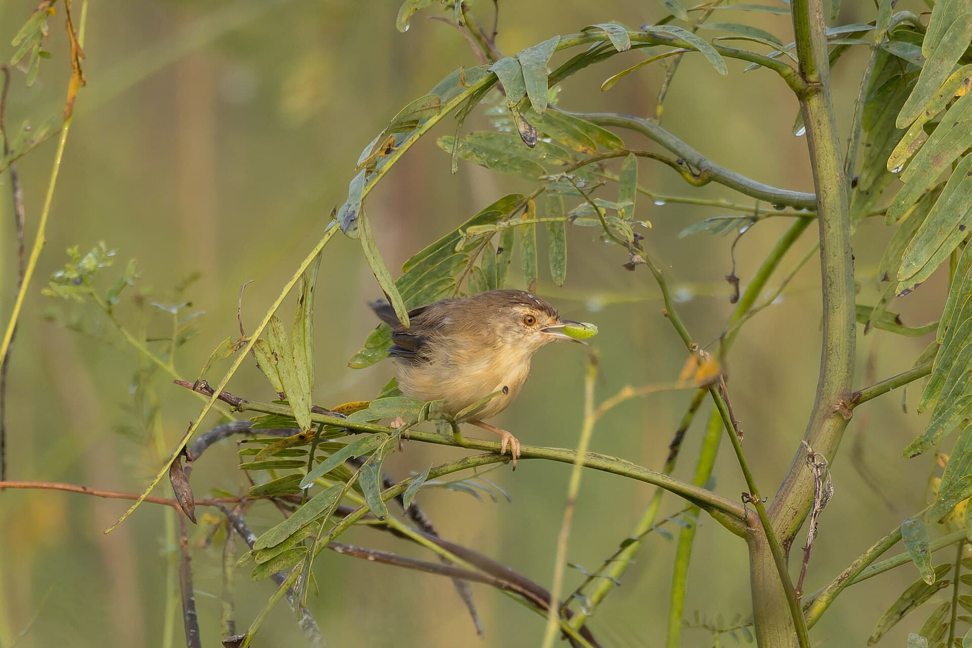 Graszanger (Cisticola juncidis) - Zitting Cisticola by Tisha Mukherjee 07