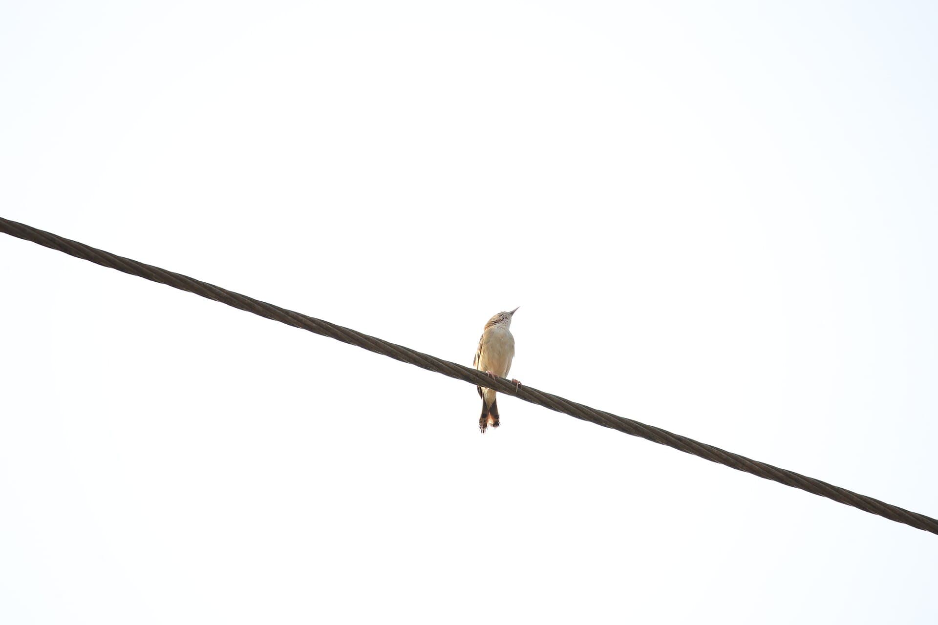 Graszanger (Cisticola juncidis) - Zitting cistolica, Punchakkari, Tvm (2)