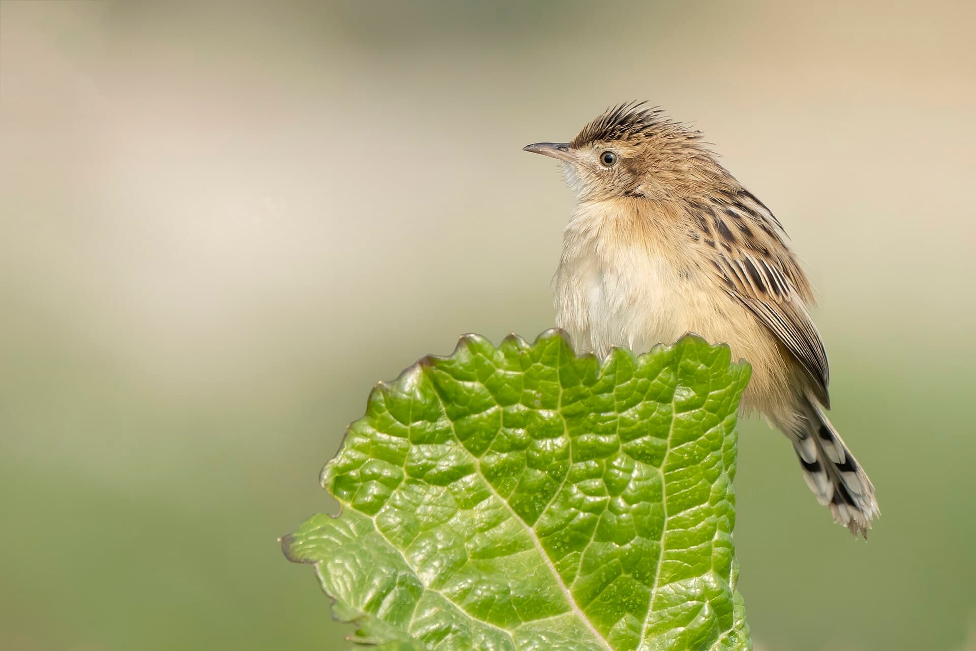 Graszanger (Cisticola juncidis) - The zitting cisticola
