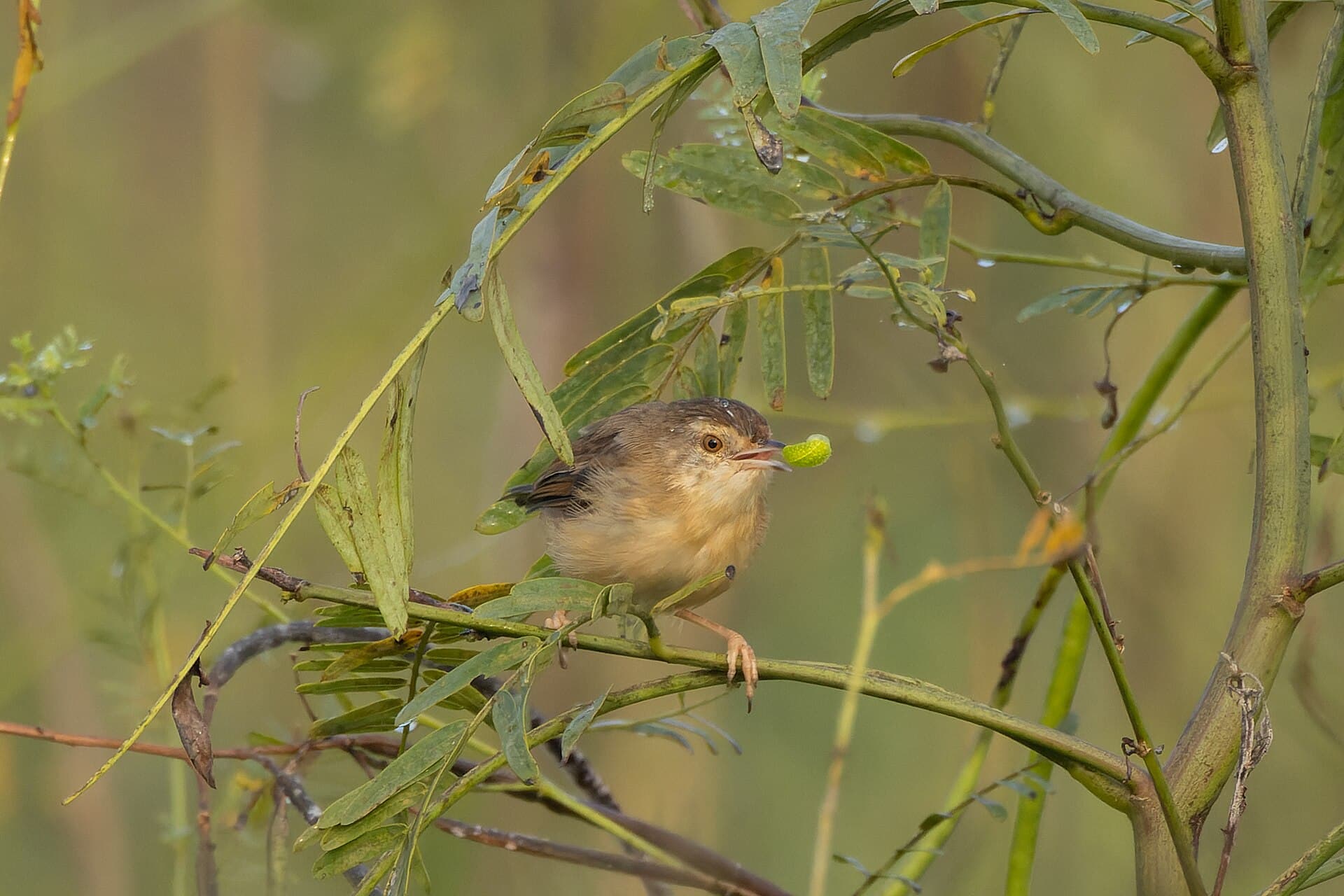 Graszanger (Cisticola juncidis) - Zitting Cisticola by Tisha Mukherjee 08