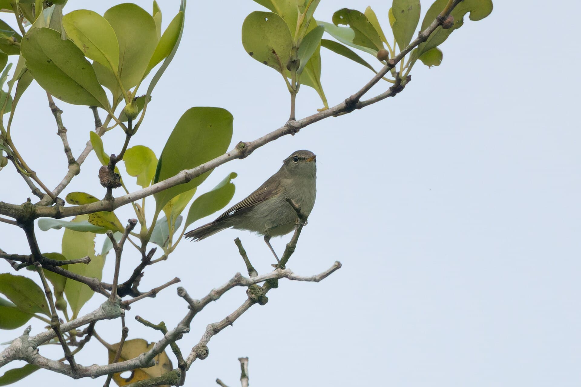 Grauwe Fitis (Phylloscopus trochiloides) - Greenish Warbler by Tisha Mukherjee 08