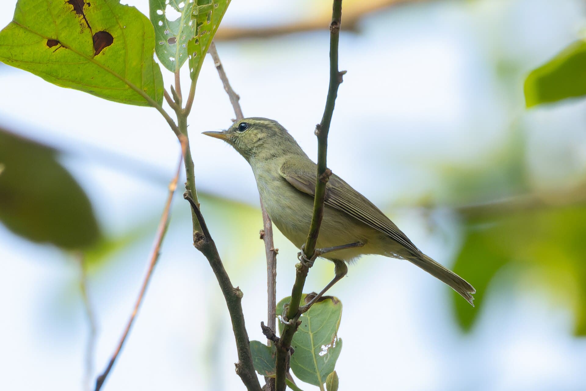 Grauwe Fitis (Phylloscopus trochiloides) - Greenish Warbler by Tisha Mukherjee 01