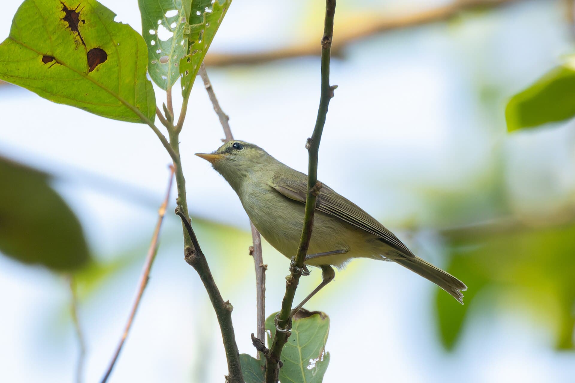 Grauwe Fitis (Phylloscopus trochiloides) - Greenish Warbler by Tisha Mukherjee 03