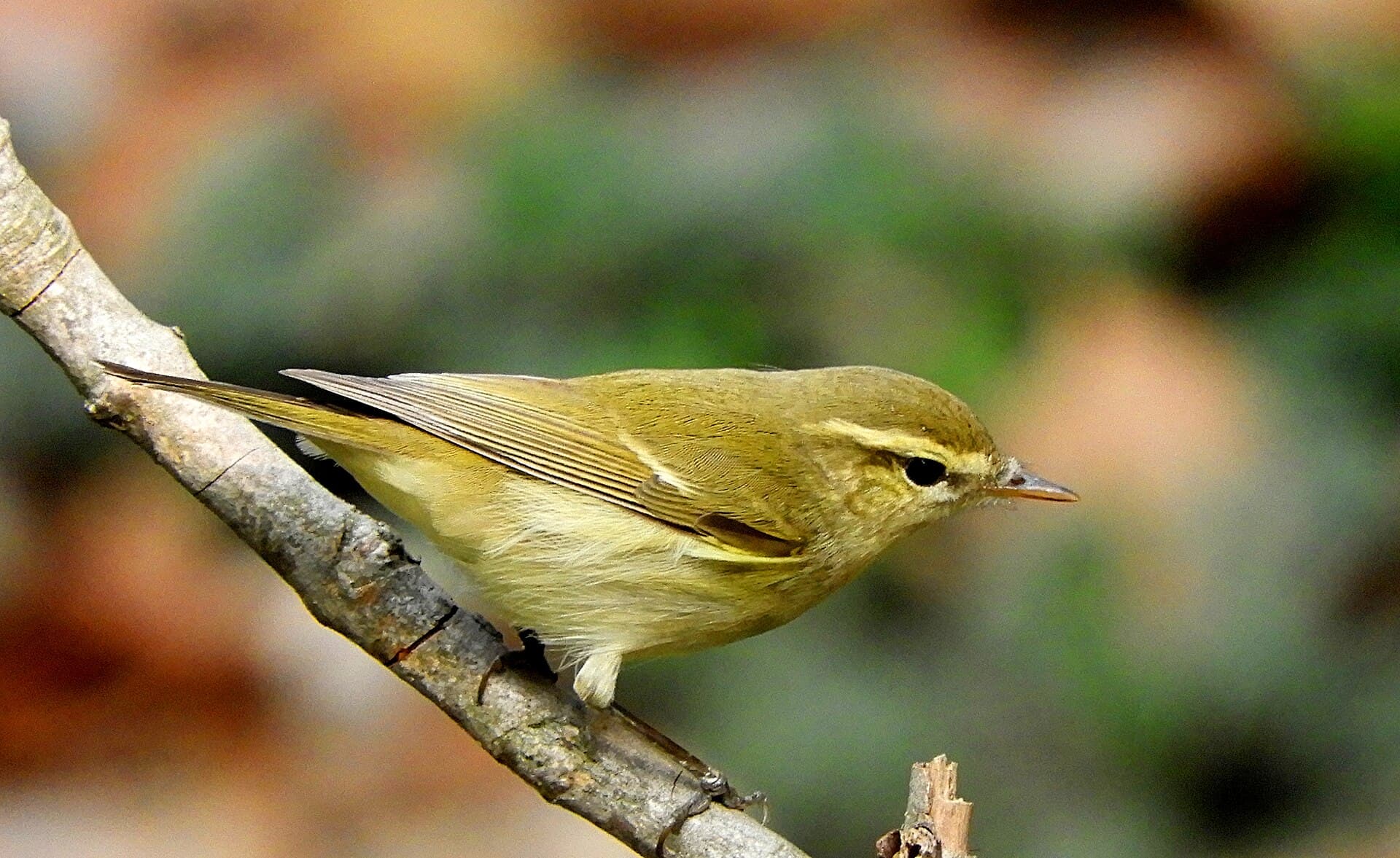 Grauwe Fitis (Phylloscopus trochiloides) - Greenish Warbler Phylloscopus trochiloides DSCN1768-1