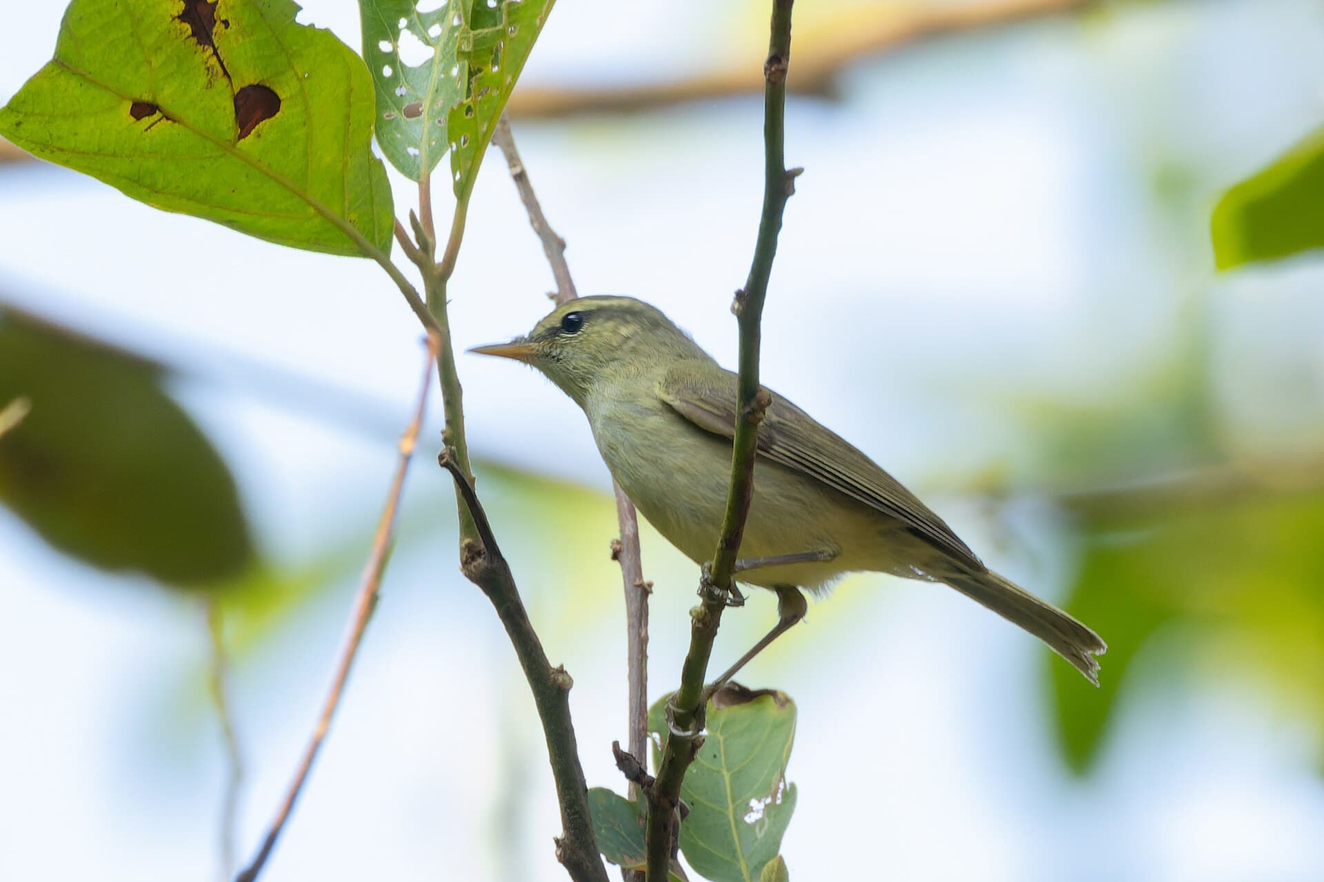 Grauwe Fitis (Phylloscopus trochiloides) - Greenish Warbler by Tisha Mukherjee 02