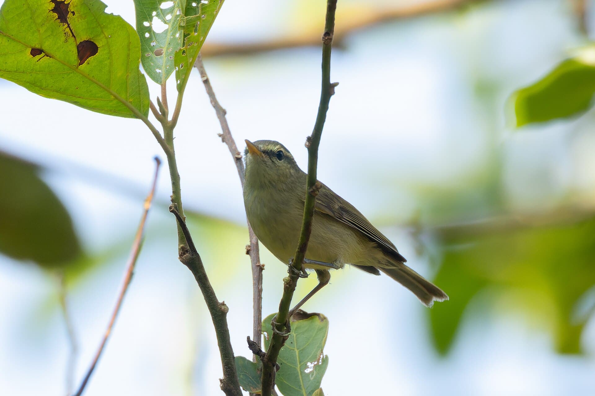 Grauwe Fitis (Phylloscopus trochiloides) - Greenish Warbler by Tisha Mukherjee 04