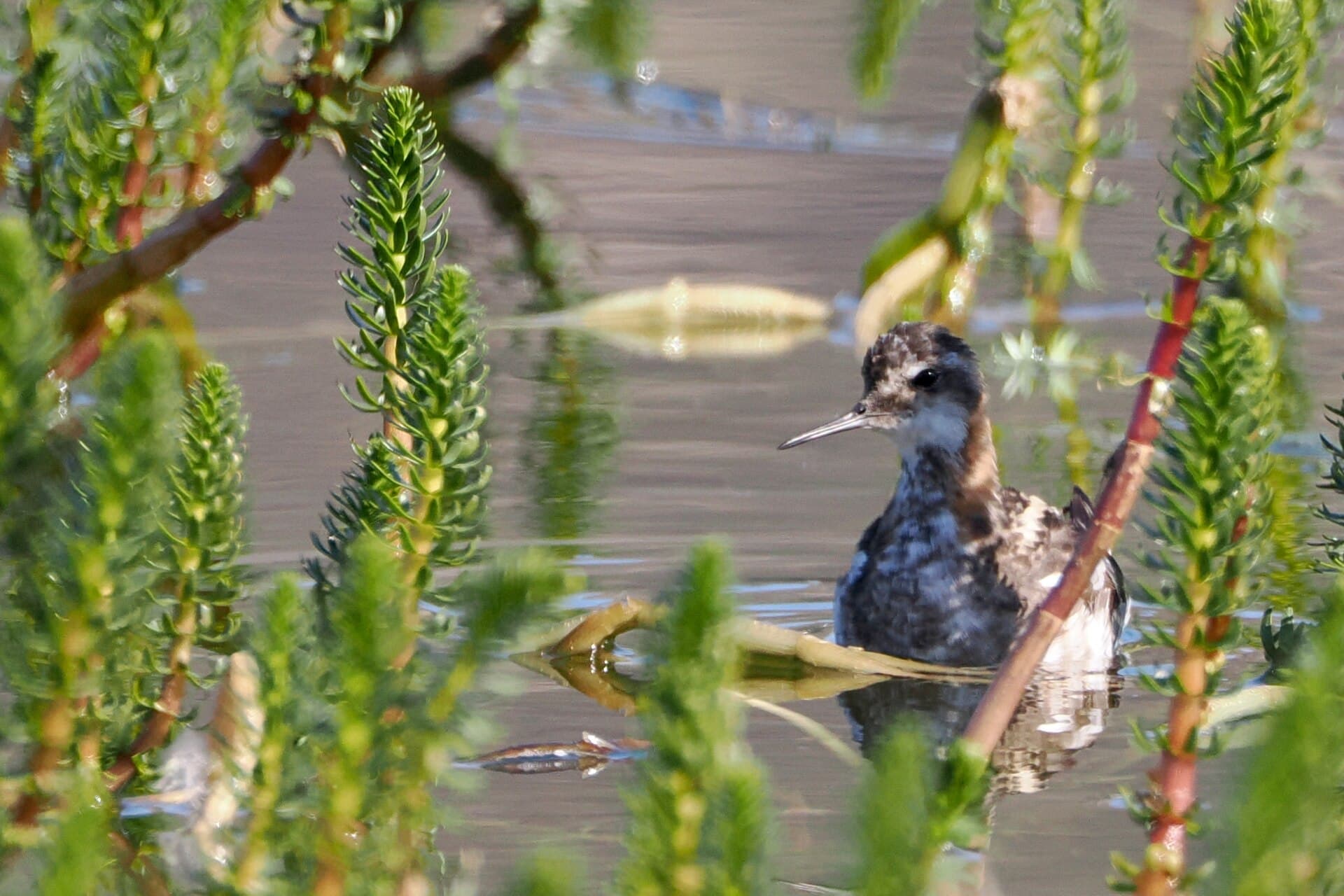 Grauwe Franjepoot (Phalaropus lobatus) - Red-necked Phalarope imported from iNaturalist photo 307824776 on 1 January 2024