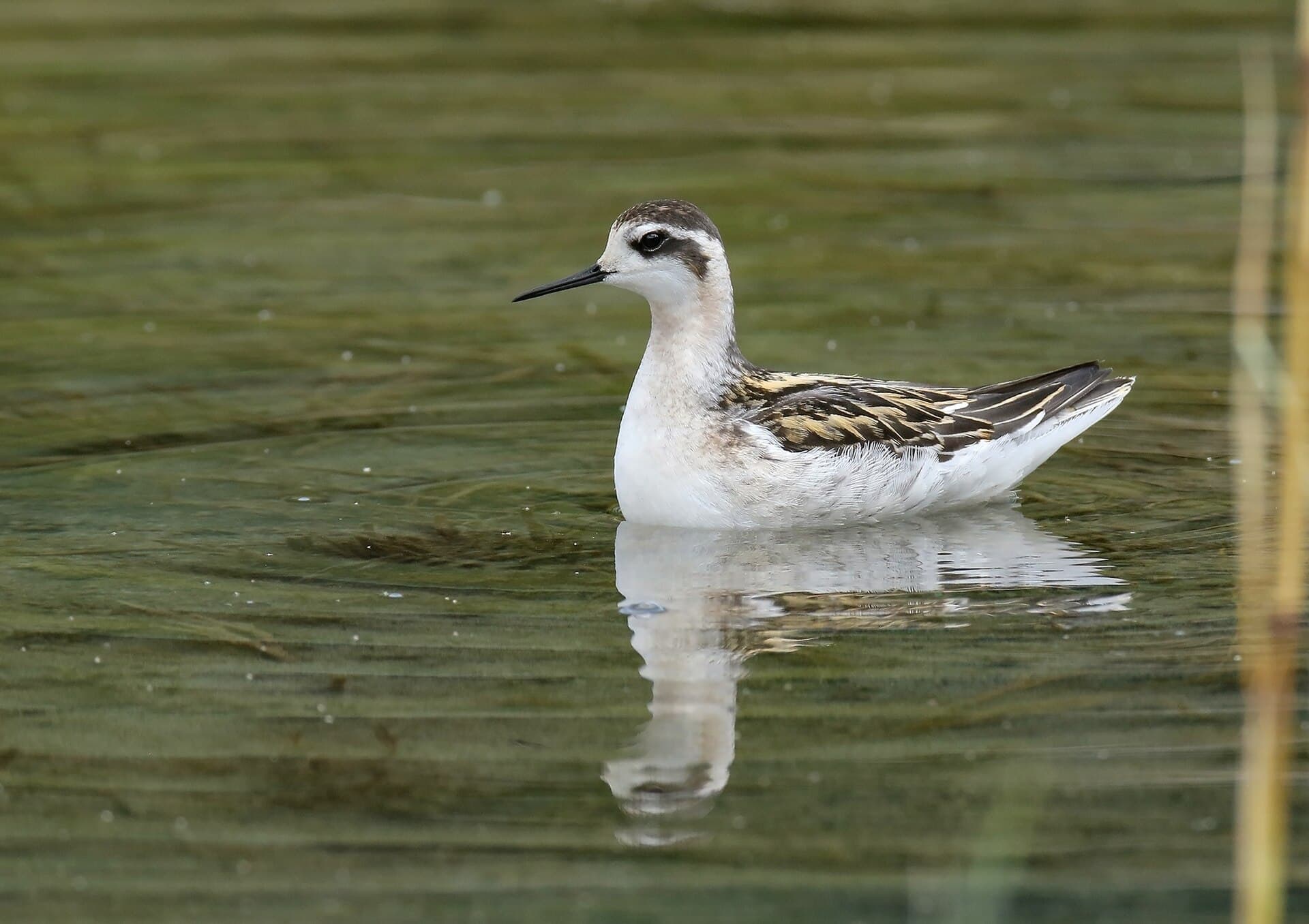 Grauwe Franjepoot (Phalaropus lobatus) - Red-necked Phalarope (Phalaropus lobatus) (45666439081)
