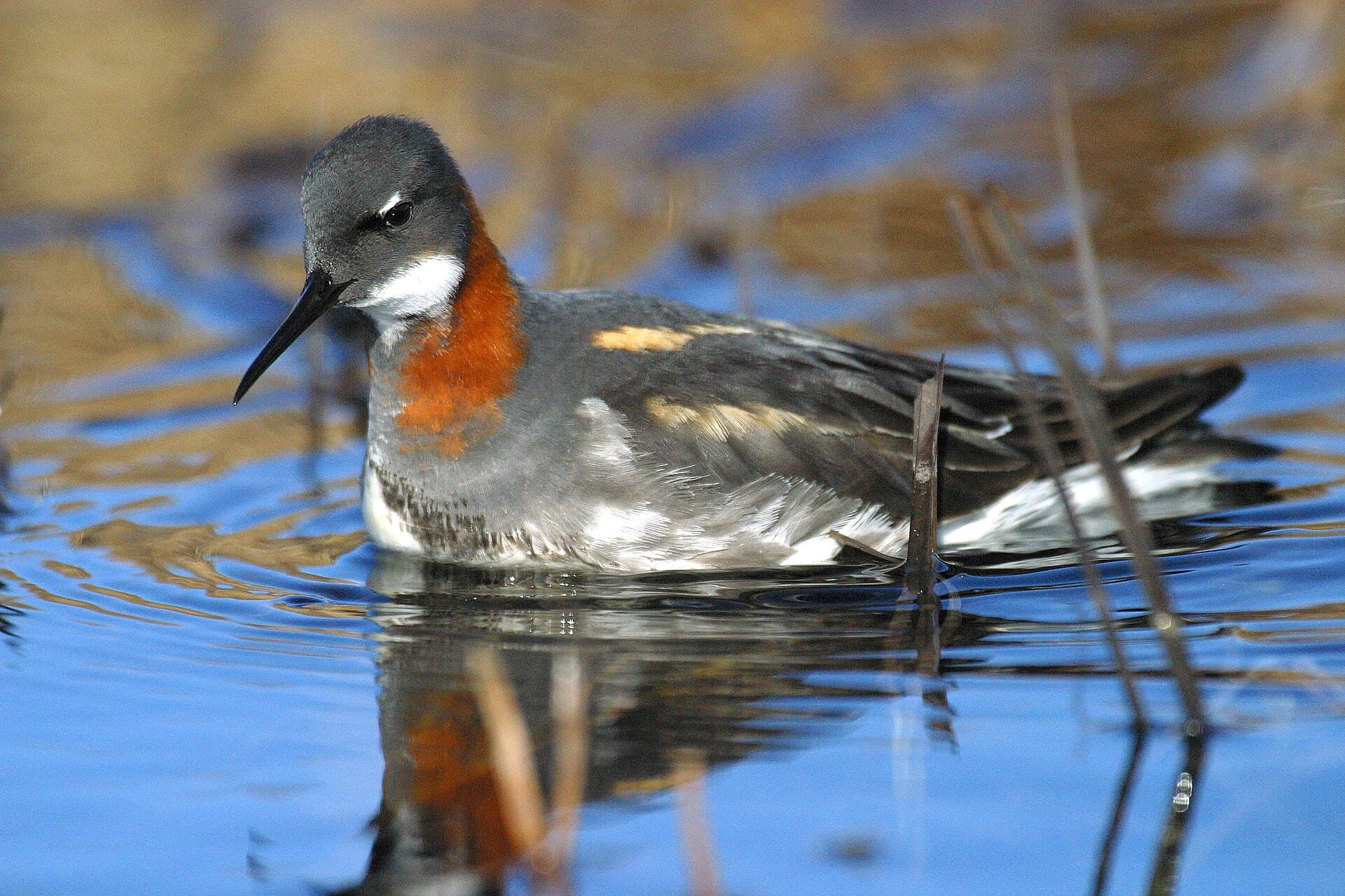 Grauwe Franjepoot (Phalaropus lobatus) - Phalaropus lobatus