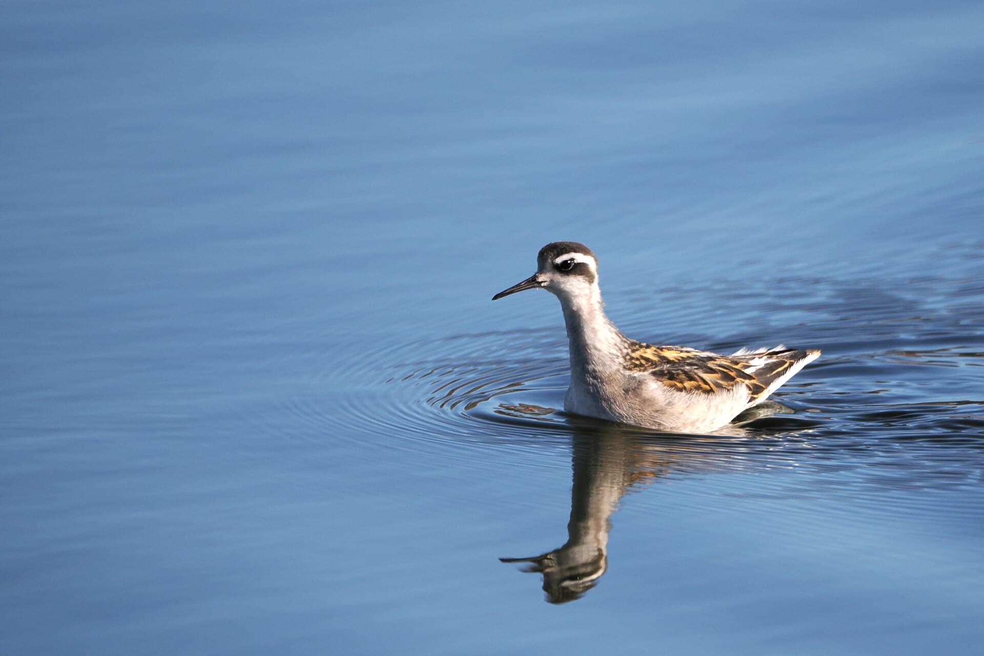 Grauwe Franjepoot (Phalaropus lobatus) - Red-necked Phalarope imported from iNaturalist photo 307824975 on 1 January 2024