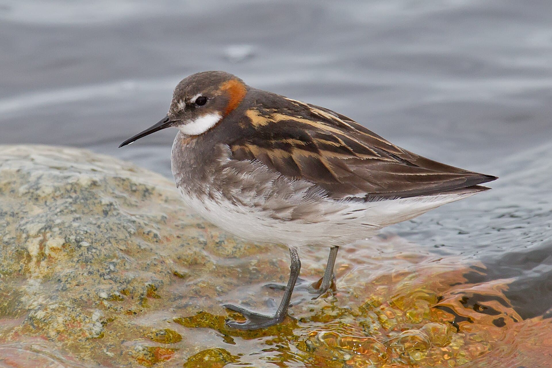 Grauwe Franjepoot (Phalaropus lobatus) - Red-necked Phalarope