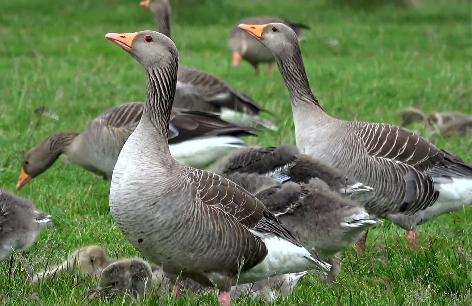 Grauwe Gans (Anser anser) - 00 3688 Graugans (Anser anser)
