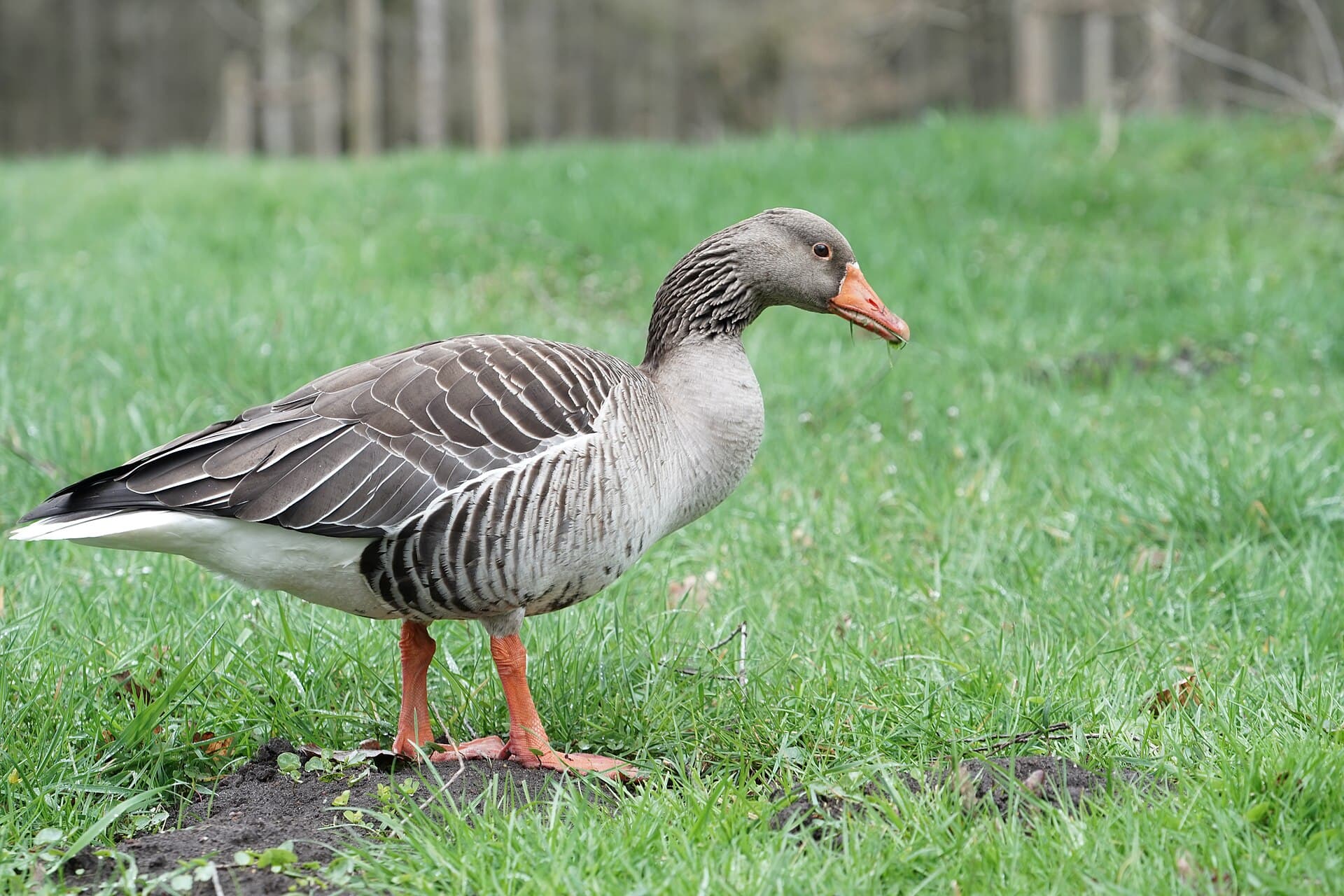 Grauwe Gans (Anser anser) - Greylag goose-1