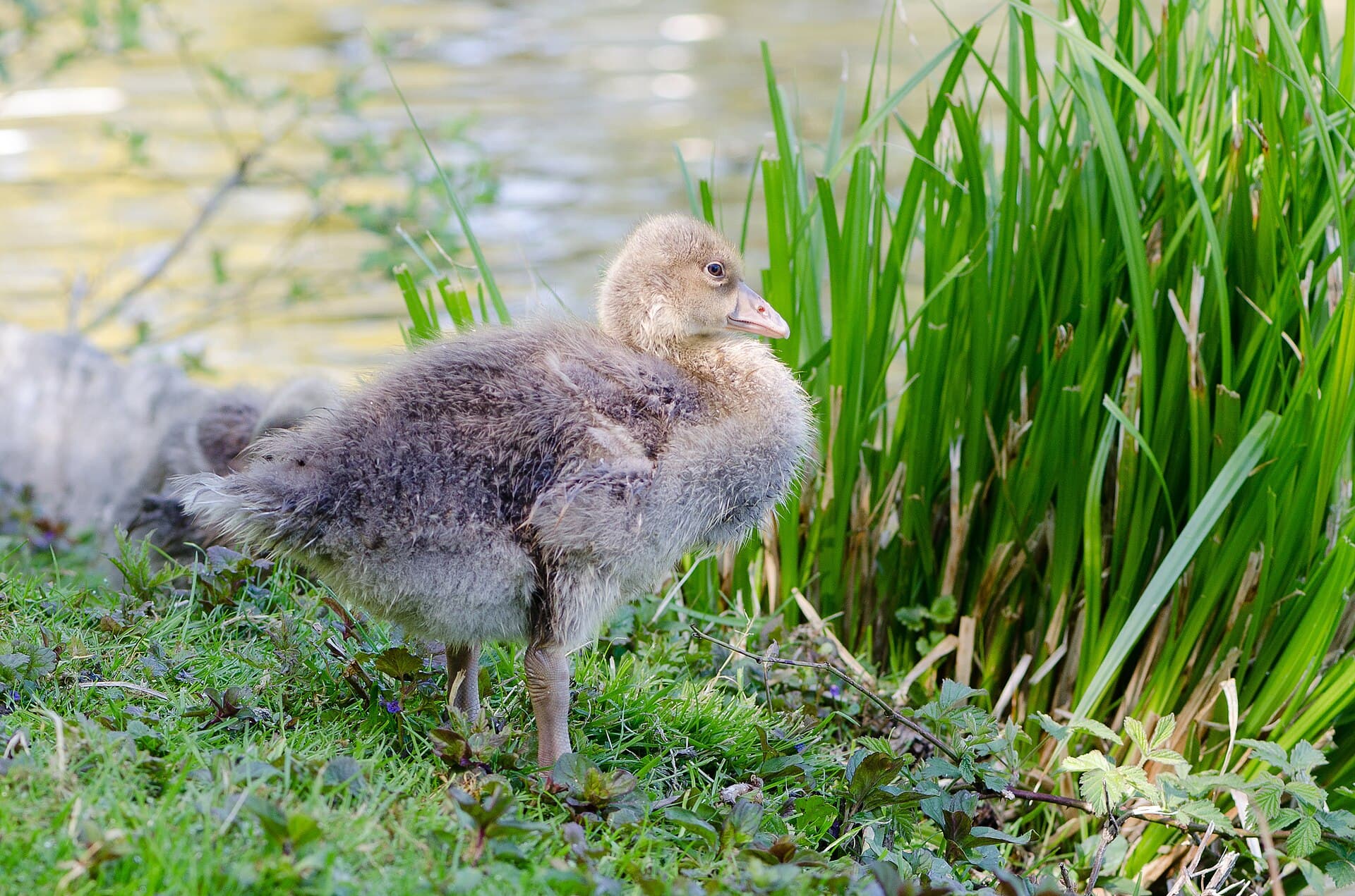 Grauwe Gans (Anser anser) - Graugans-Jungtier-Schwalm-Nette-2013-02